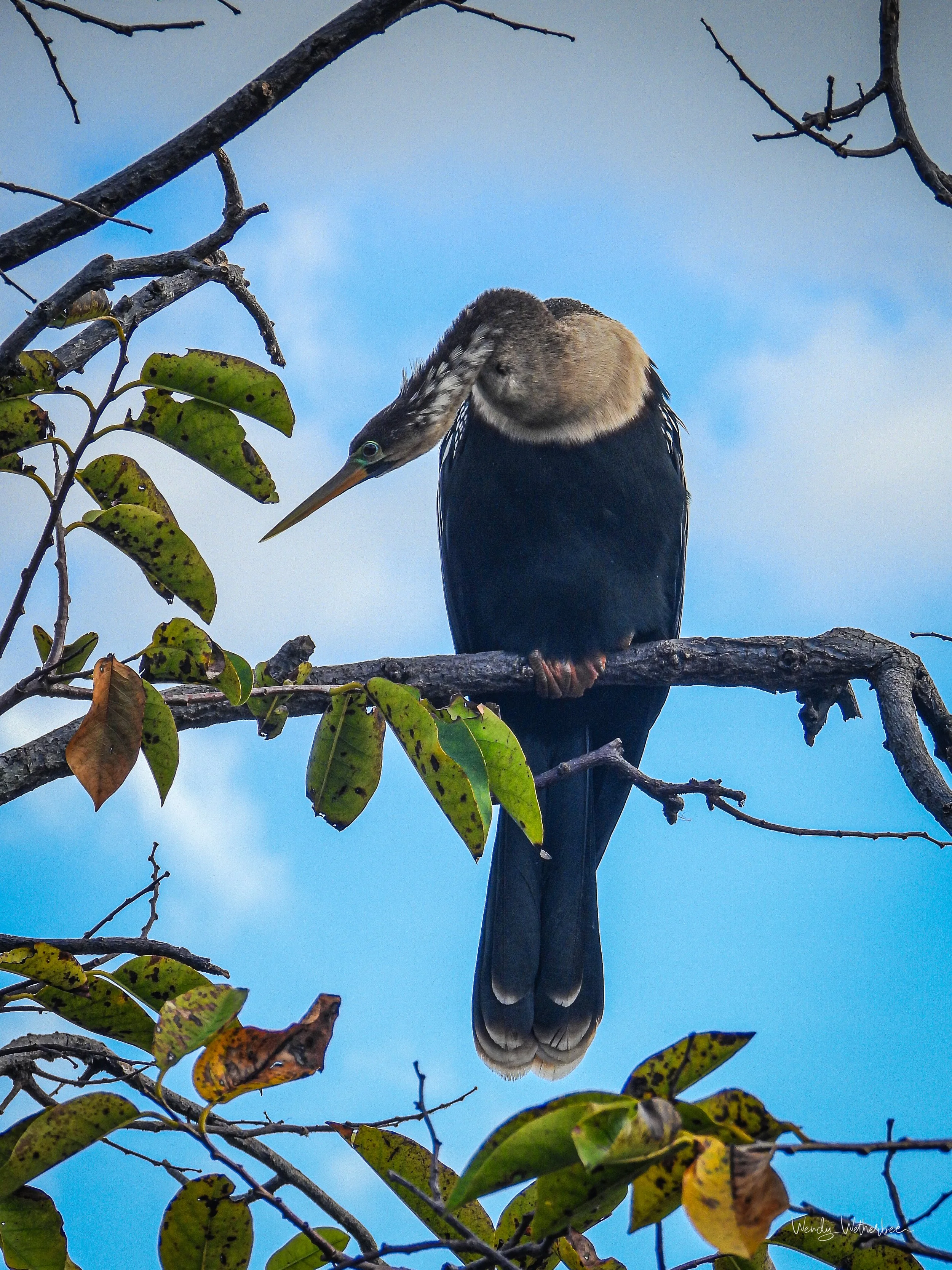 Interested Anhinga.jpg