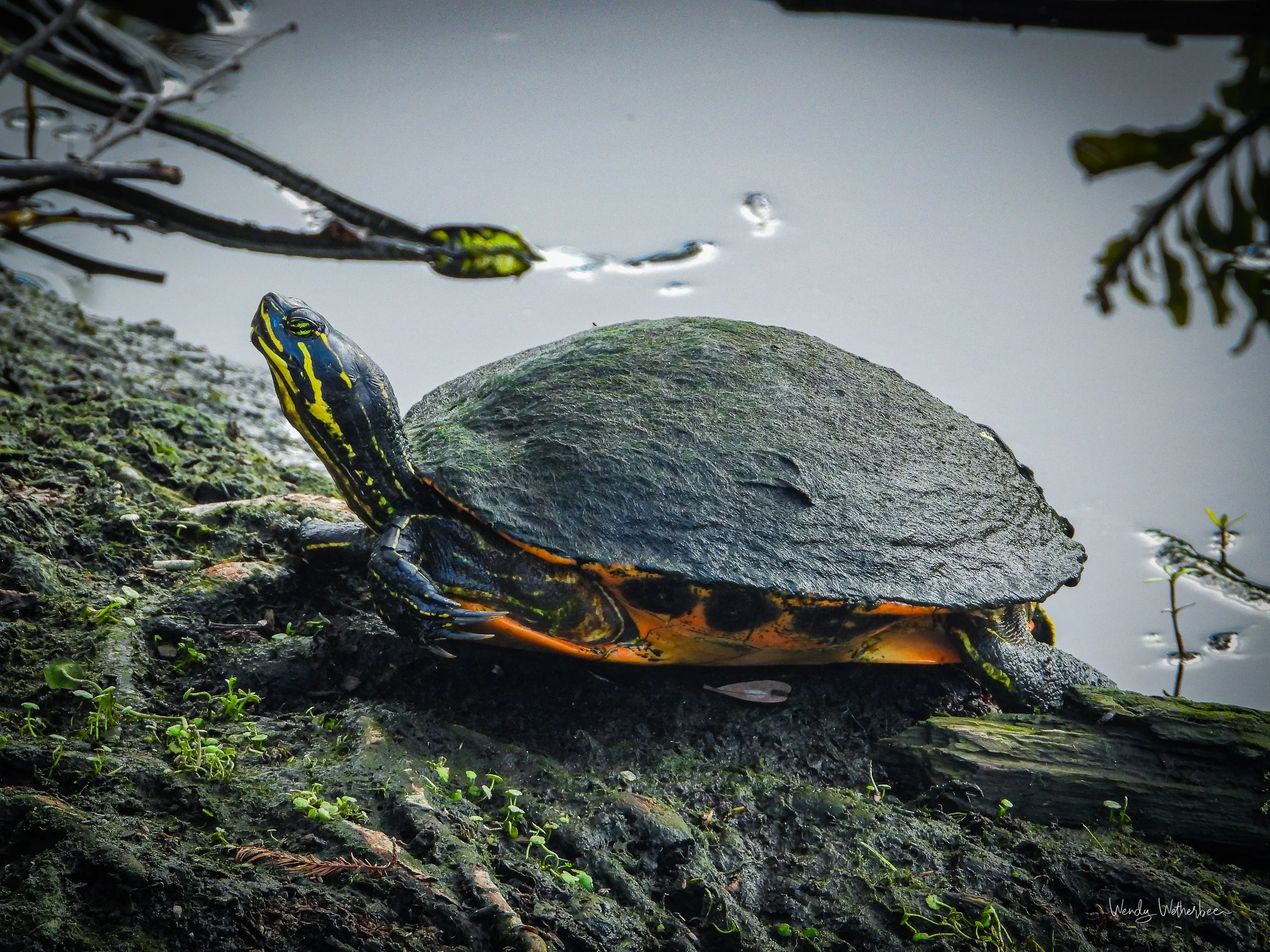 Sunning Before the Gator [Cooter Turtle].jpg