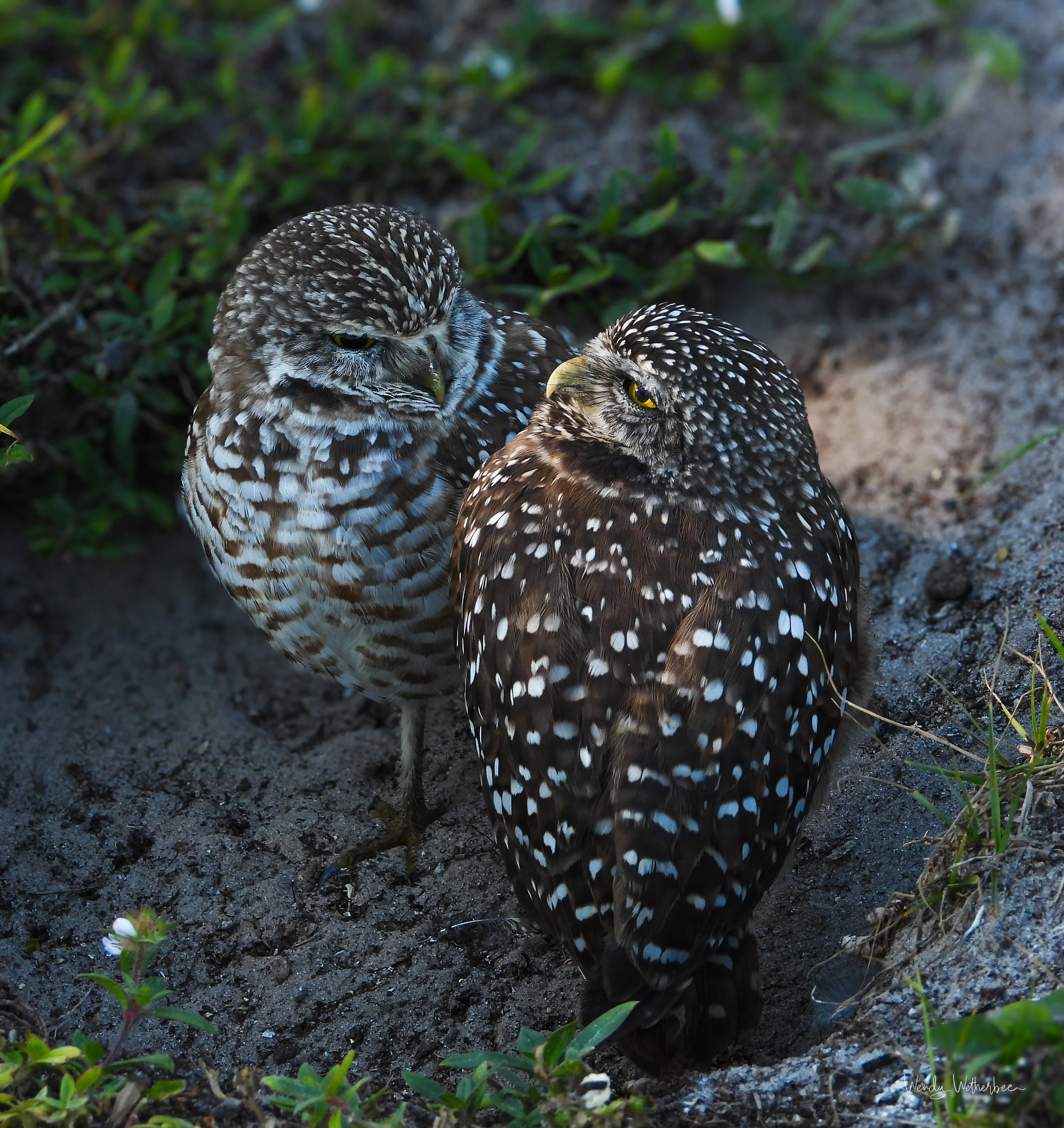 Intimate Conversation [Burrowing Owls].jpg