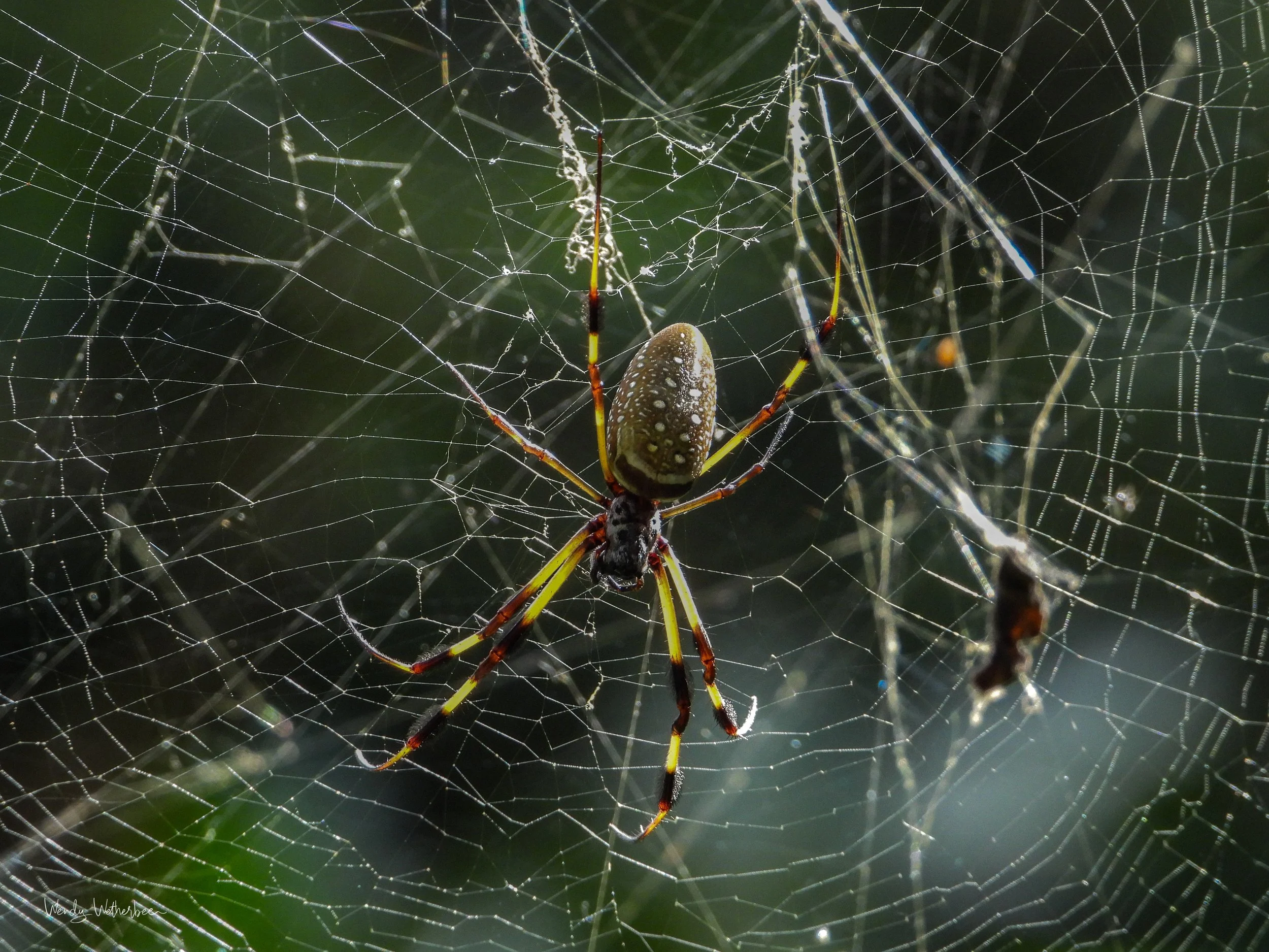 Beauty lies in wait (Golden Orb Weaver).jpg