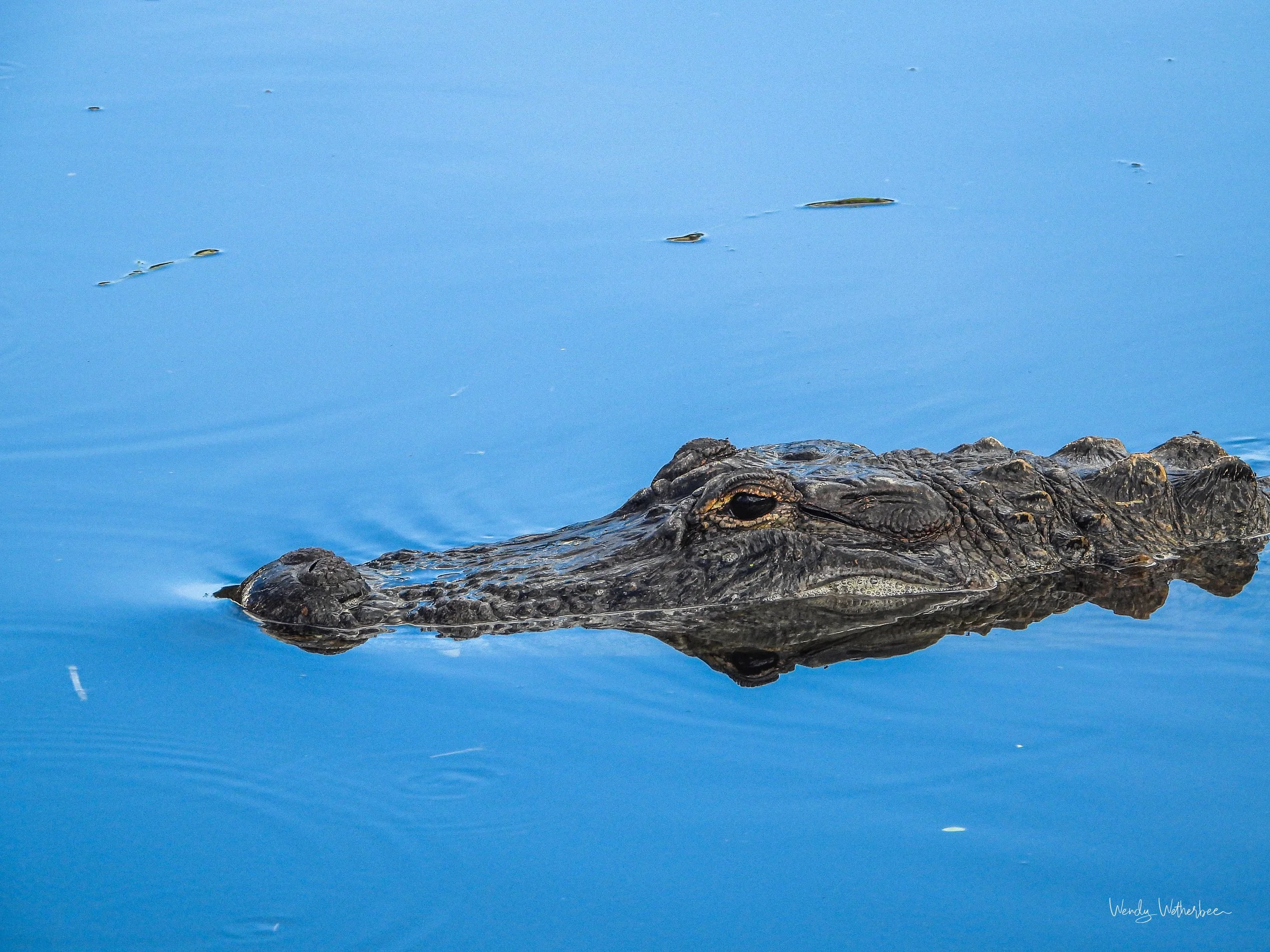 In and out at the same time [American Alligator].jpg