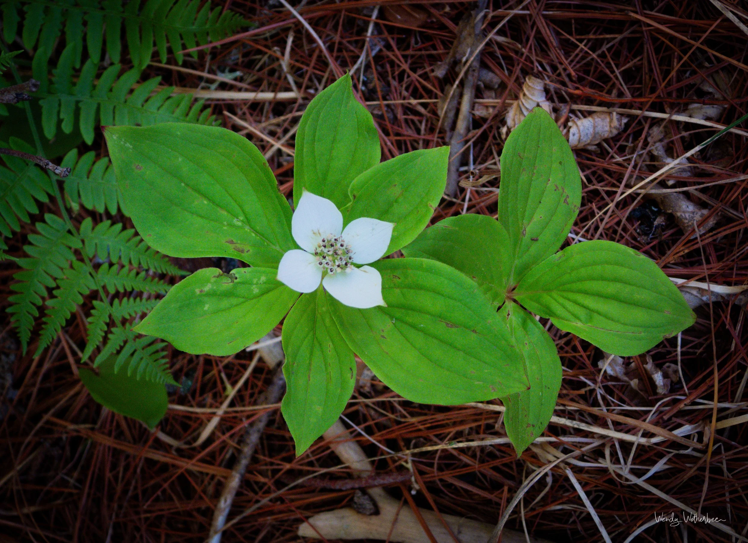 Dogwood in June.jpg