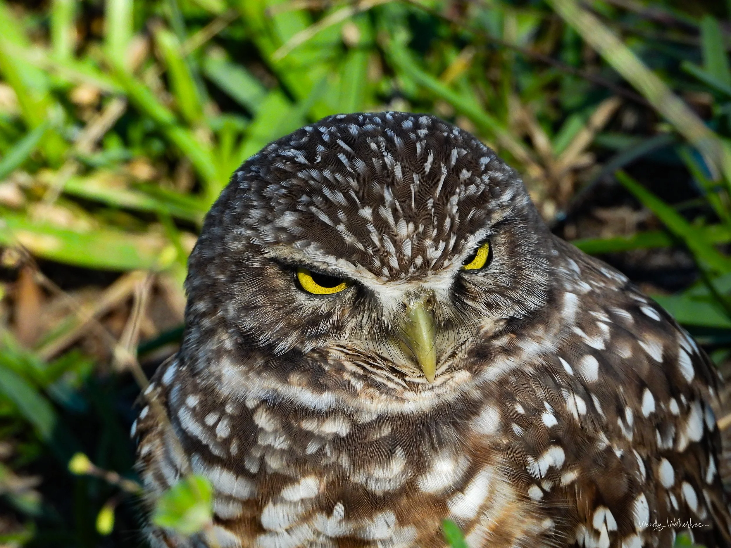 Portrait 1 [Burrowing Owl].jpg