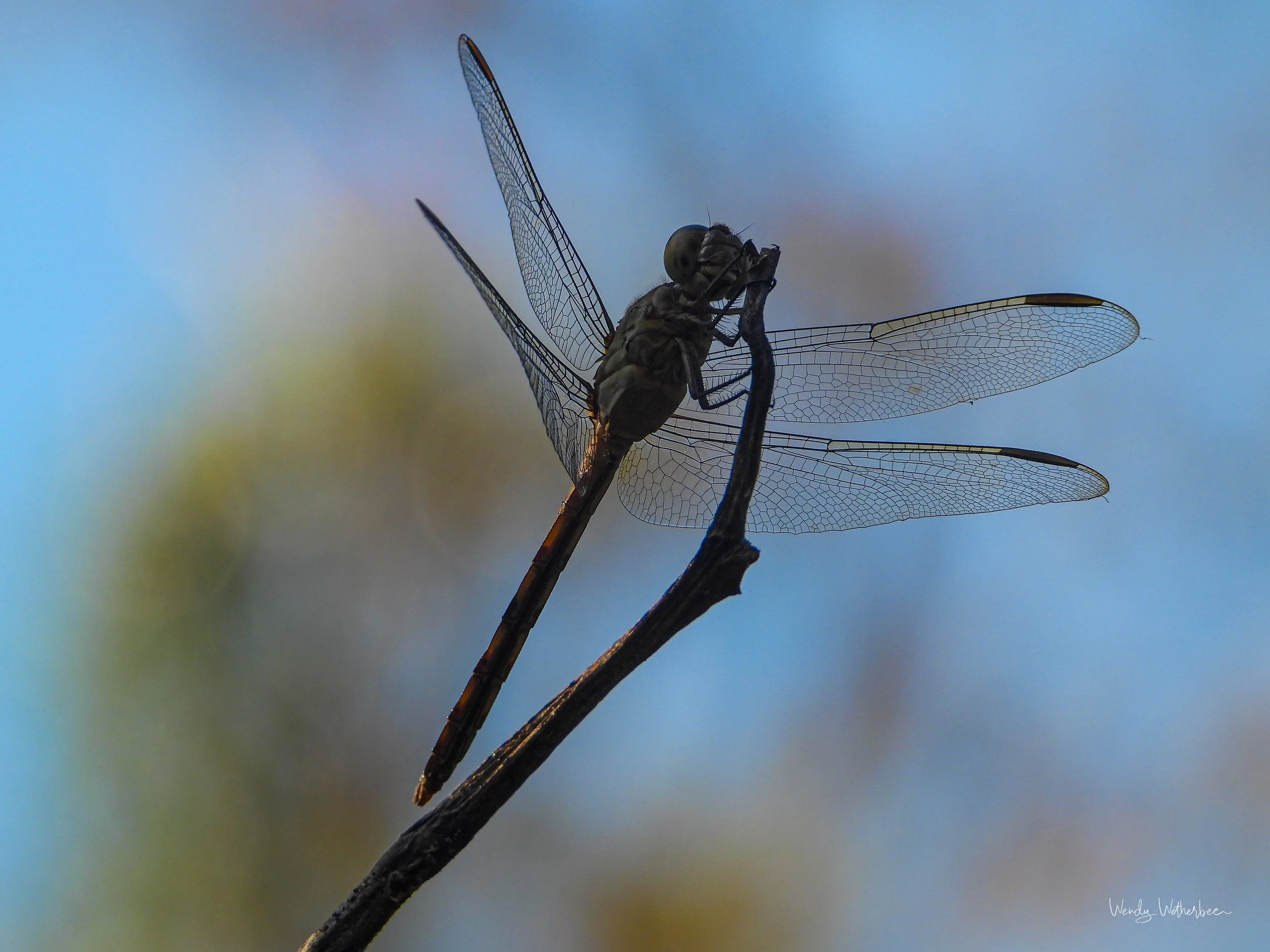 Morning Light on Magic.jpg