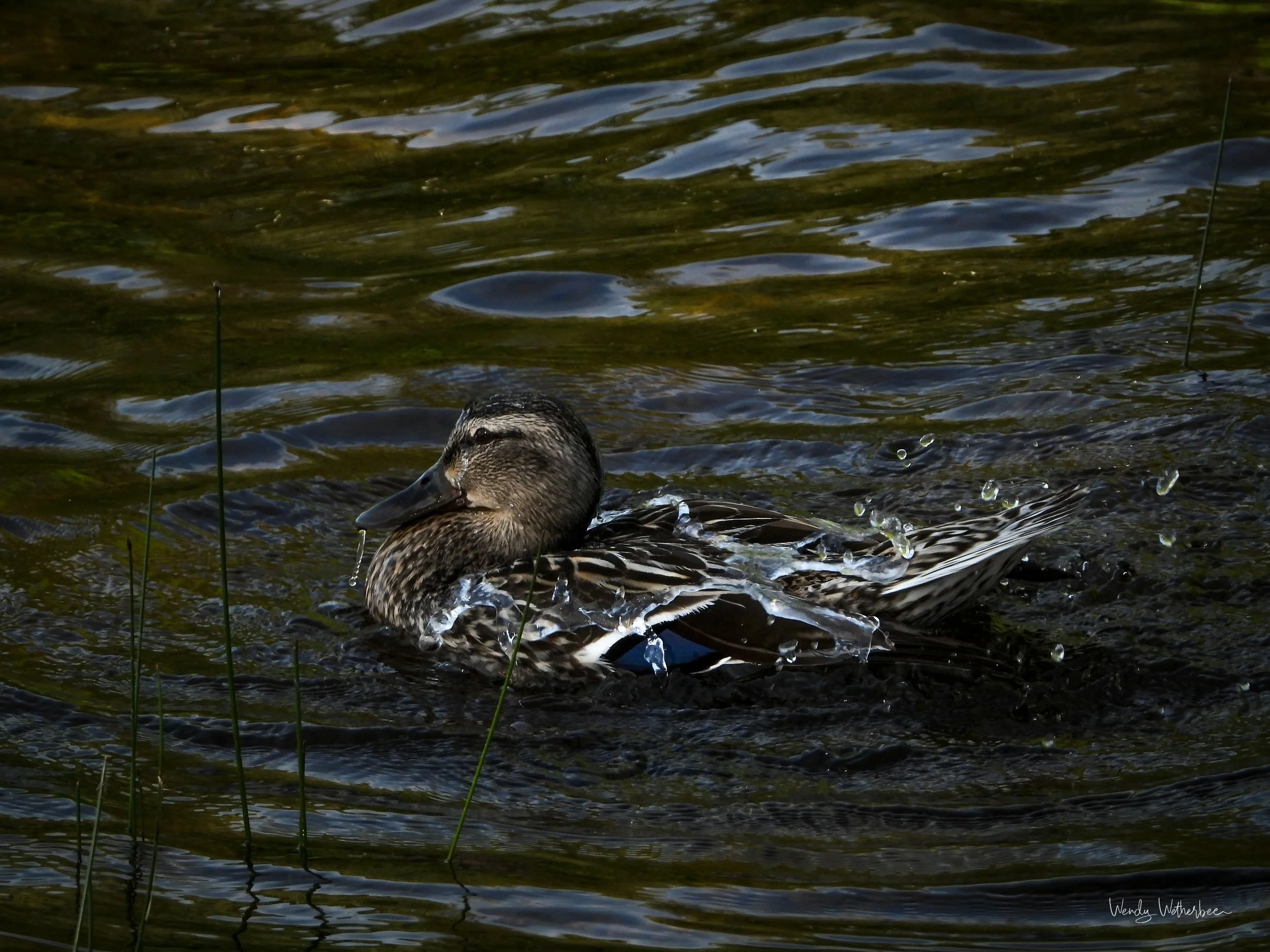 Preening Lady 1.jpg