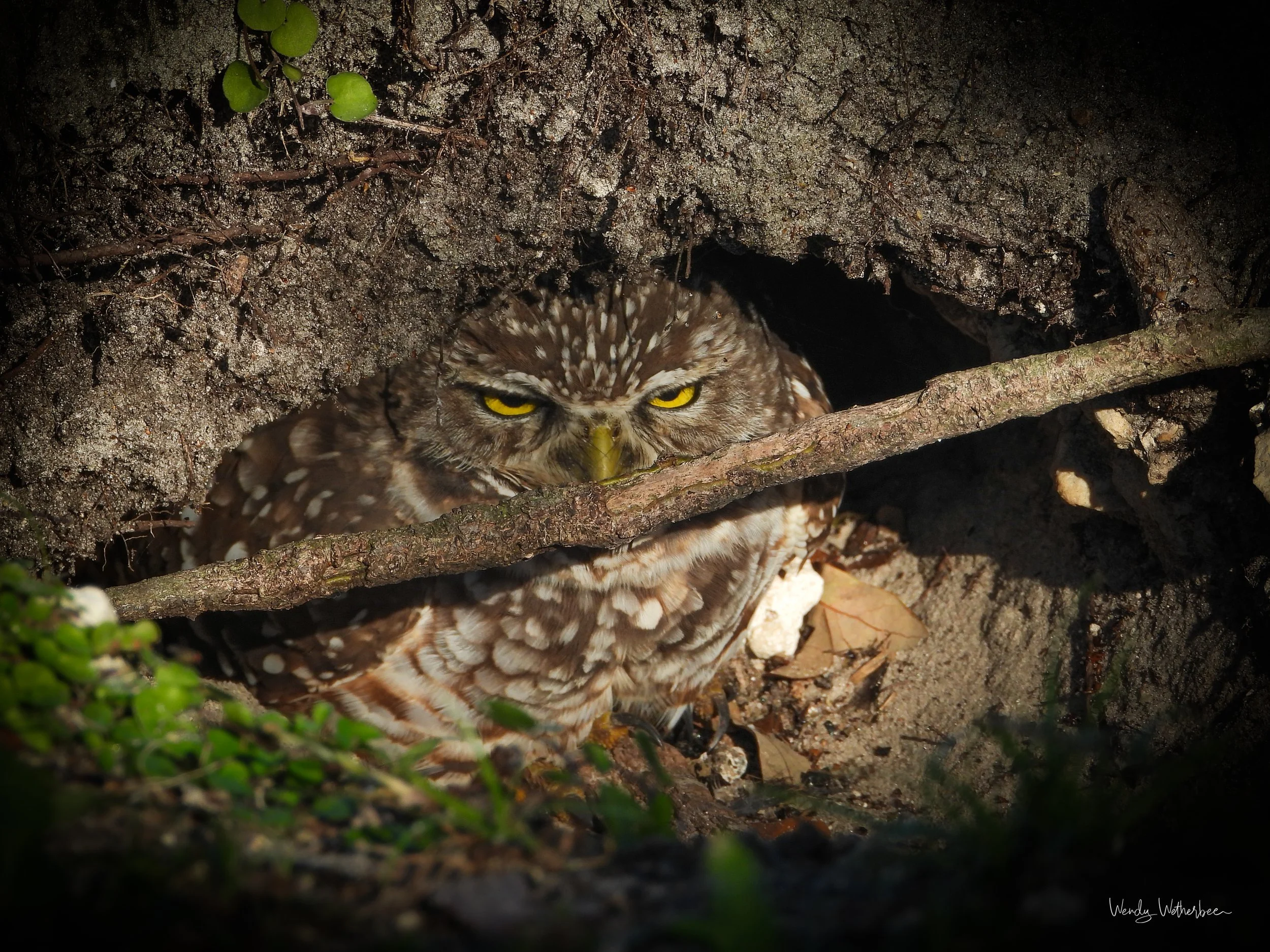 Did You Bring Coffee_ [Burrowing Owl].jpg