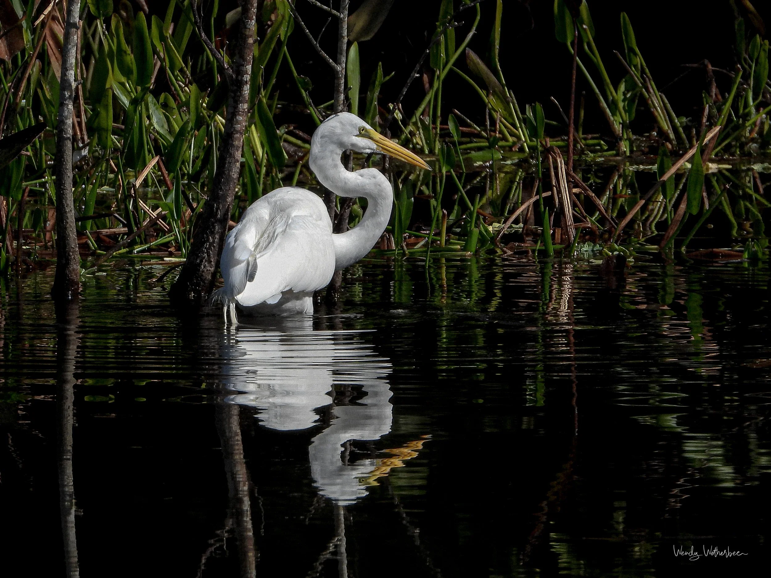 S Curves [Great Egret].jpg