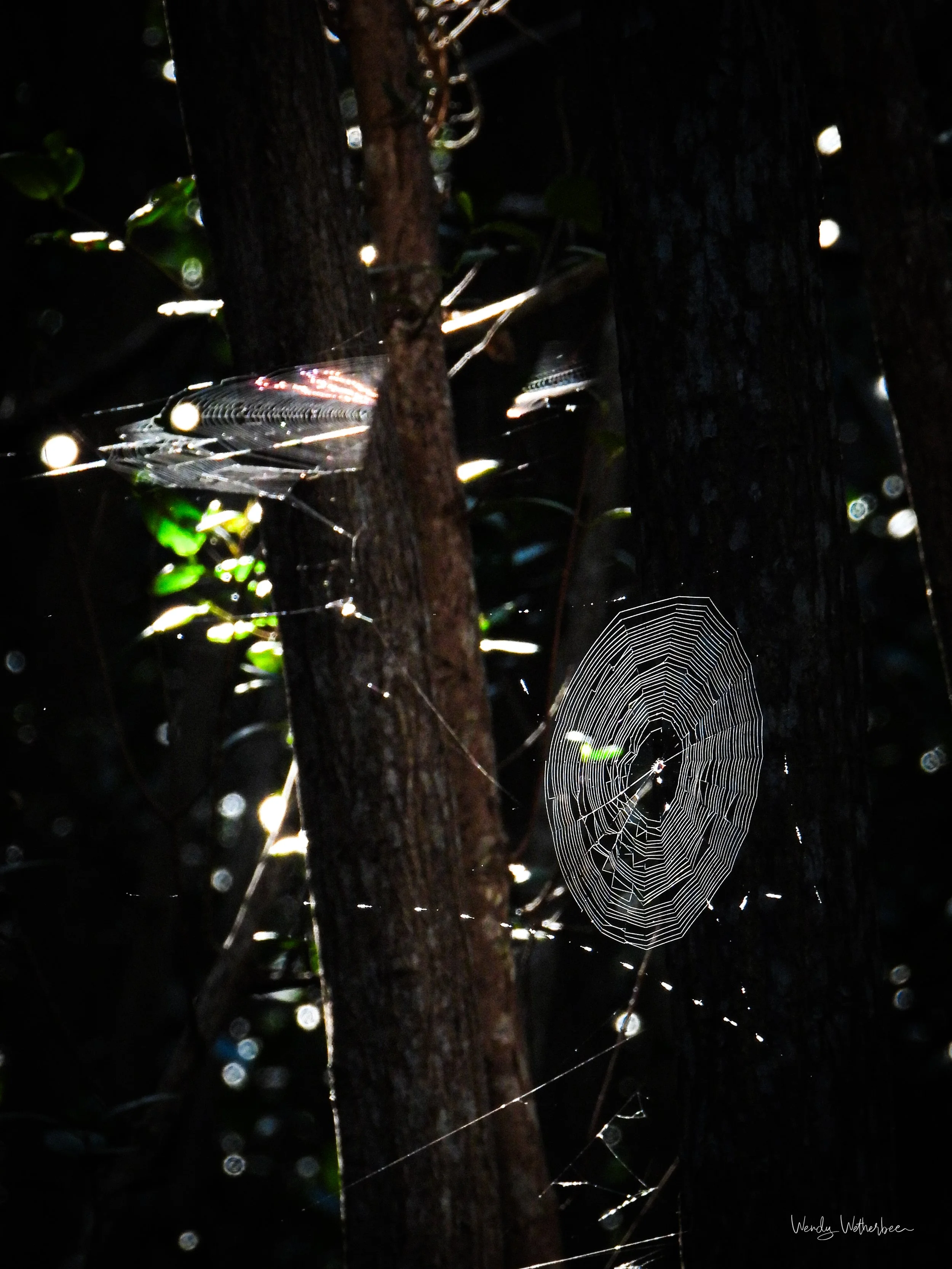 Speakles in the Trees [orbweavers].jpg