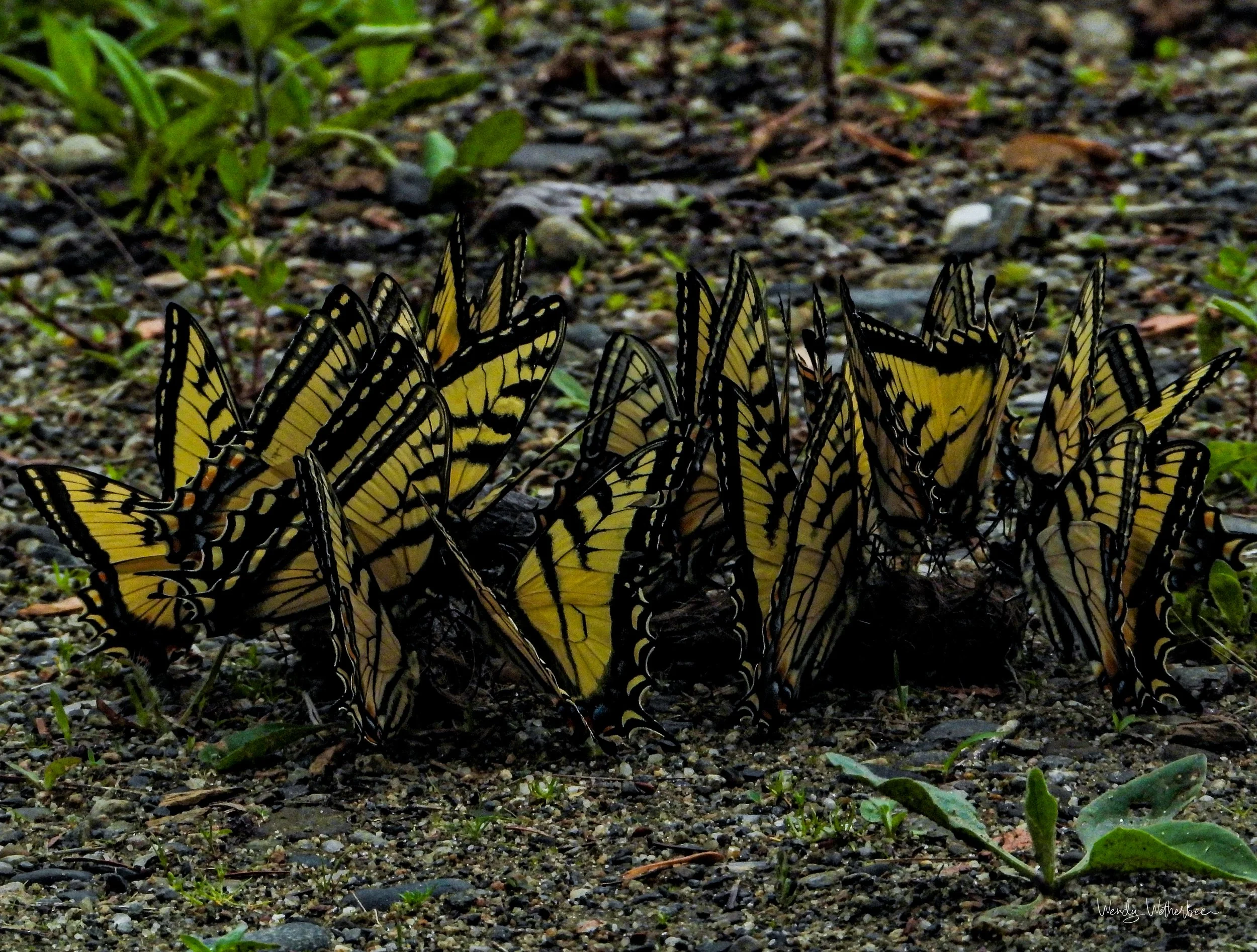 Puddling Males.jpg