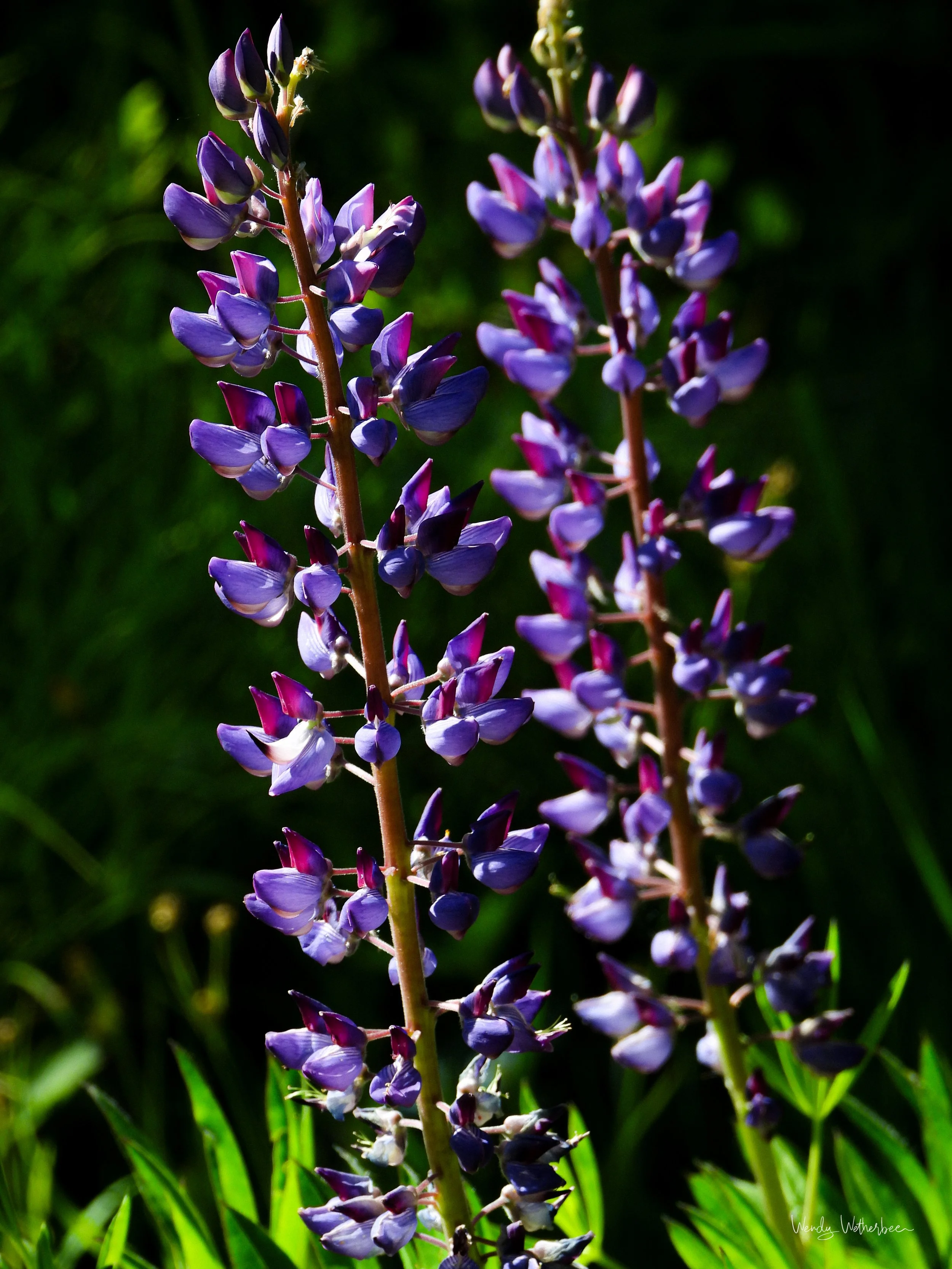 Backlit Lupine.jpg