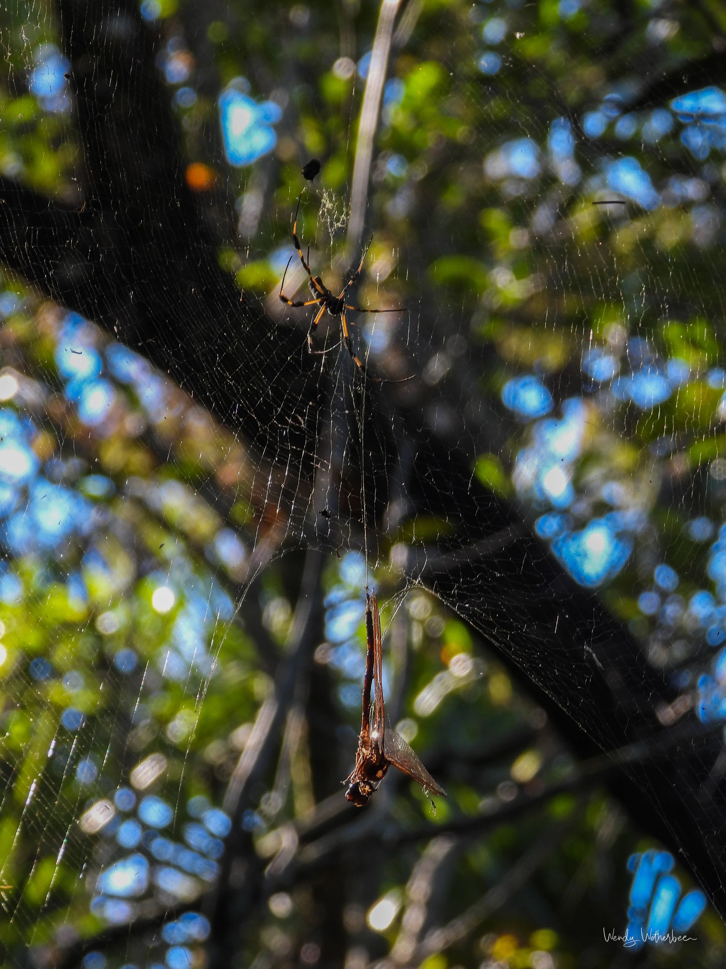 Beauty In All Things [Orbweaver with Dragonfly Meal].jpg