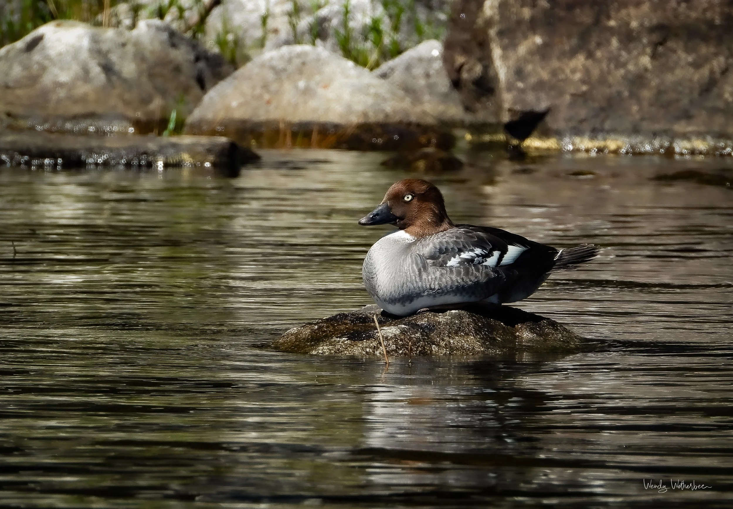 Momma Goldeneye .jpg