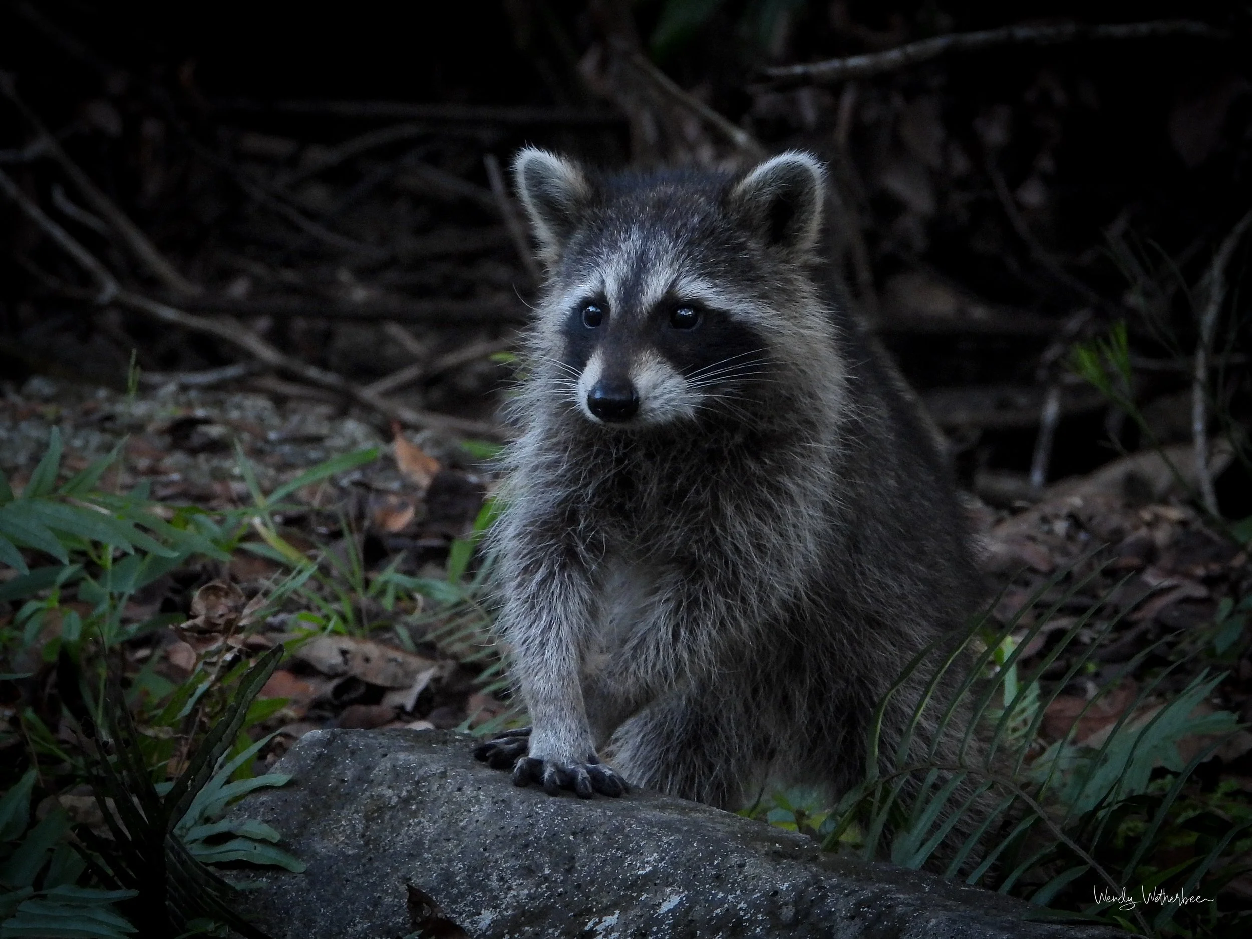 Loong Lost Soul Sister [Racoon].jpg