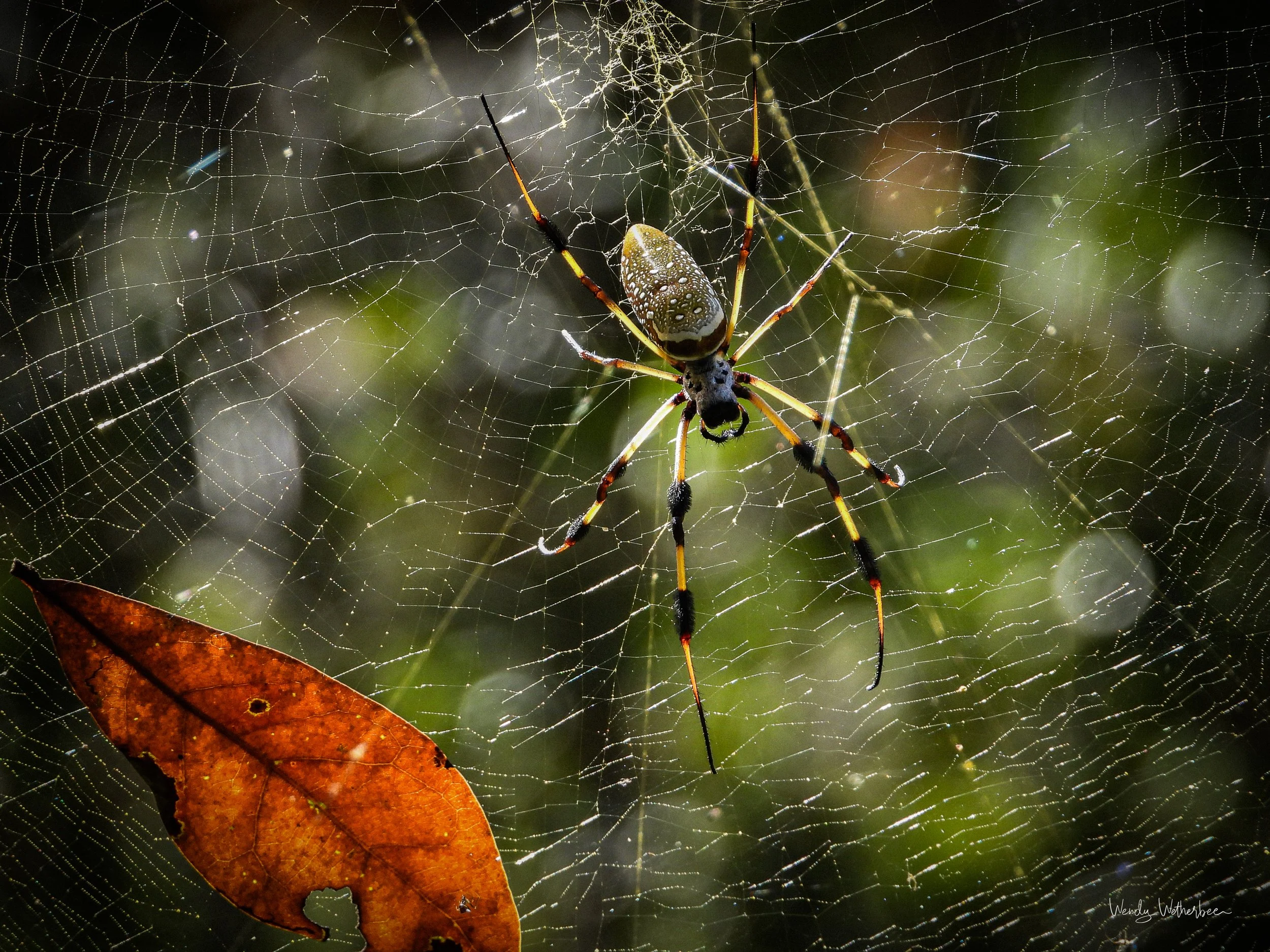 Come at me. (Golden Orb Wearver) .jpg