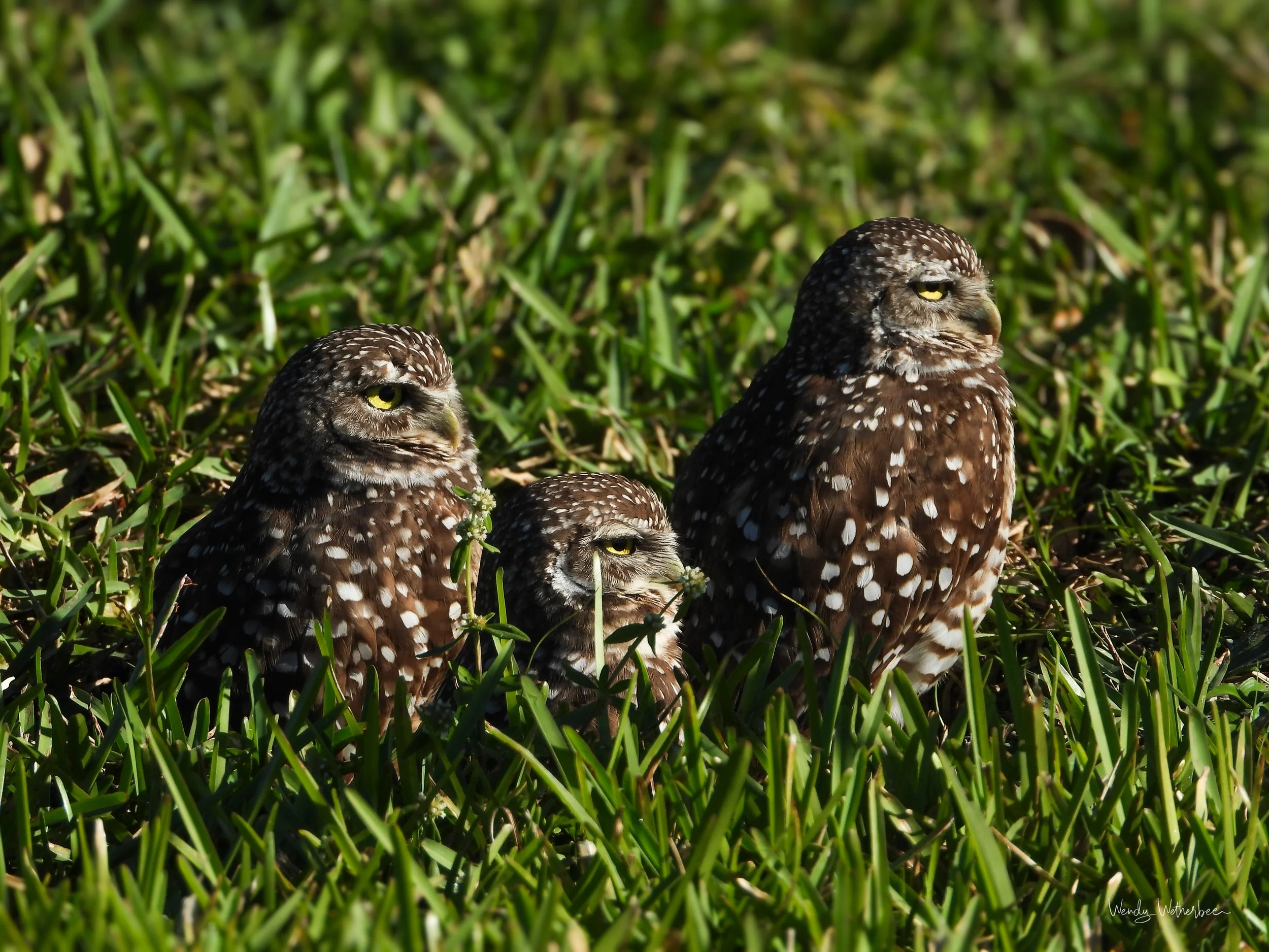 Family Portrait 1 [Burrowing Owl].jpg
