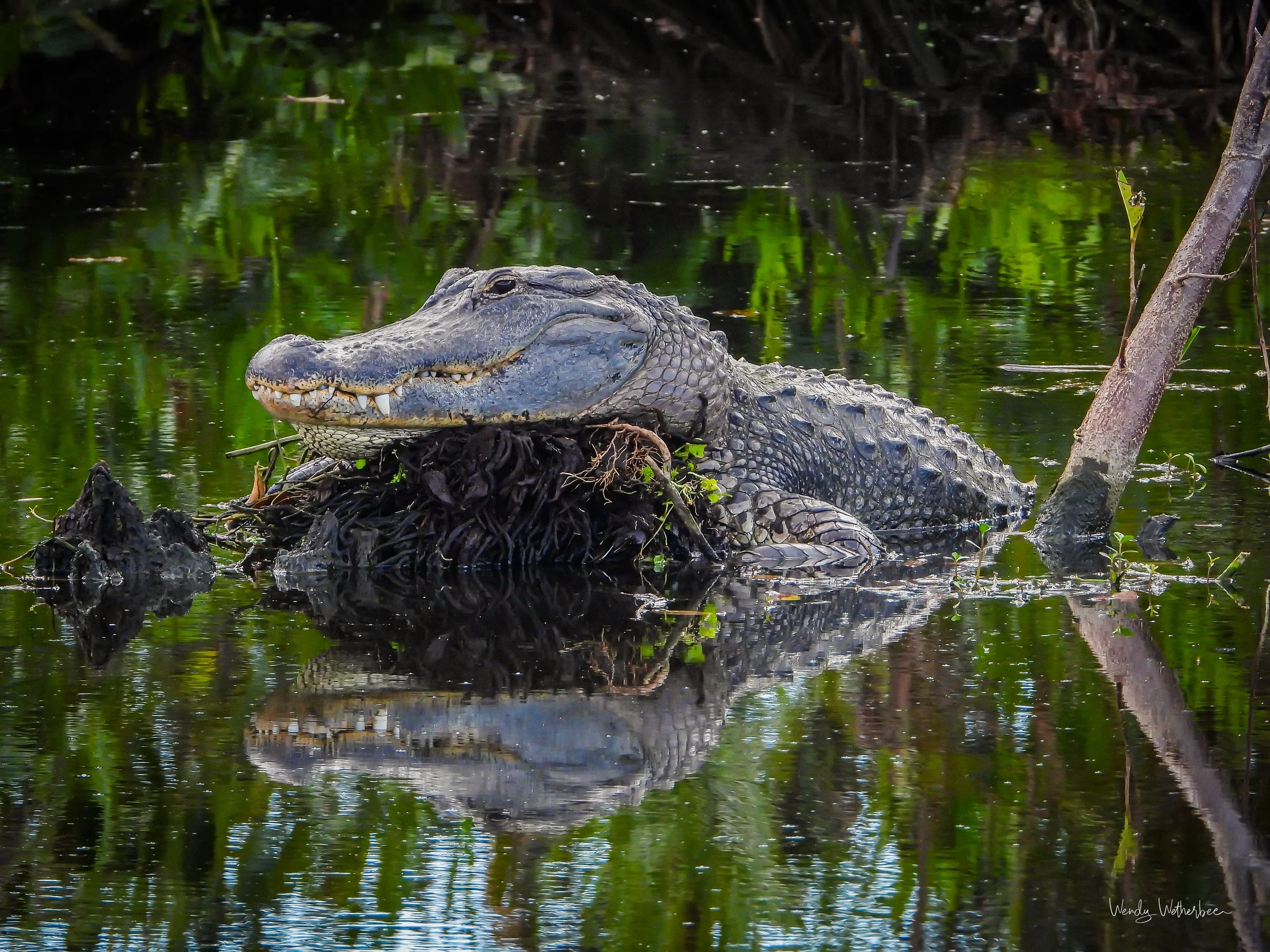 Awiting a Dinner Invitation [American Alligator].jpg