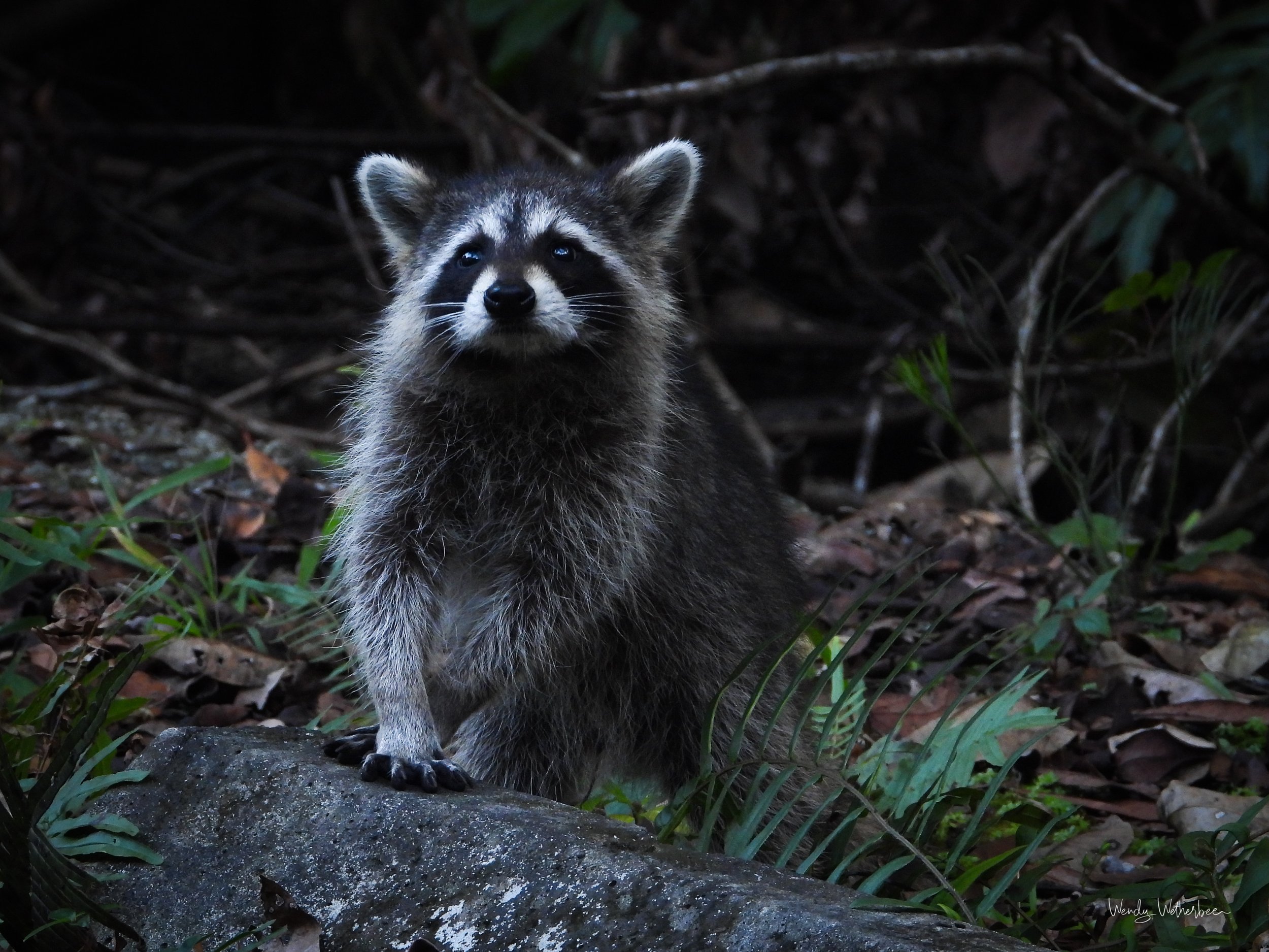 I could live in those eyes 2. [Racoons].jpg