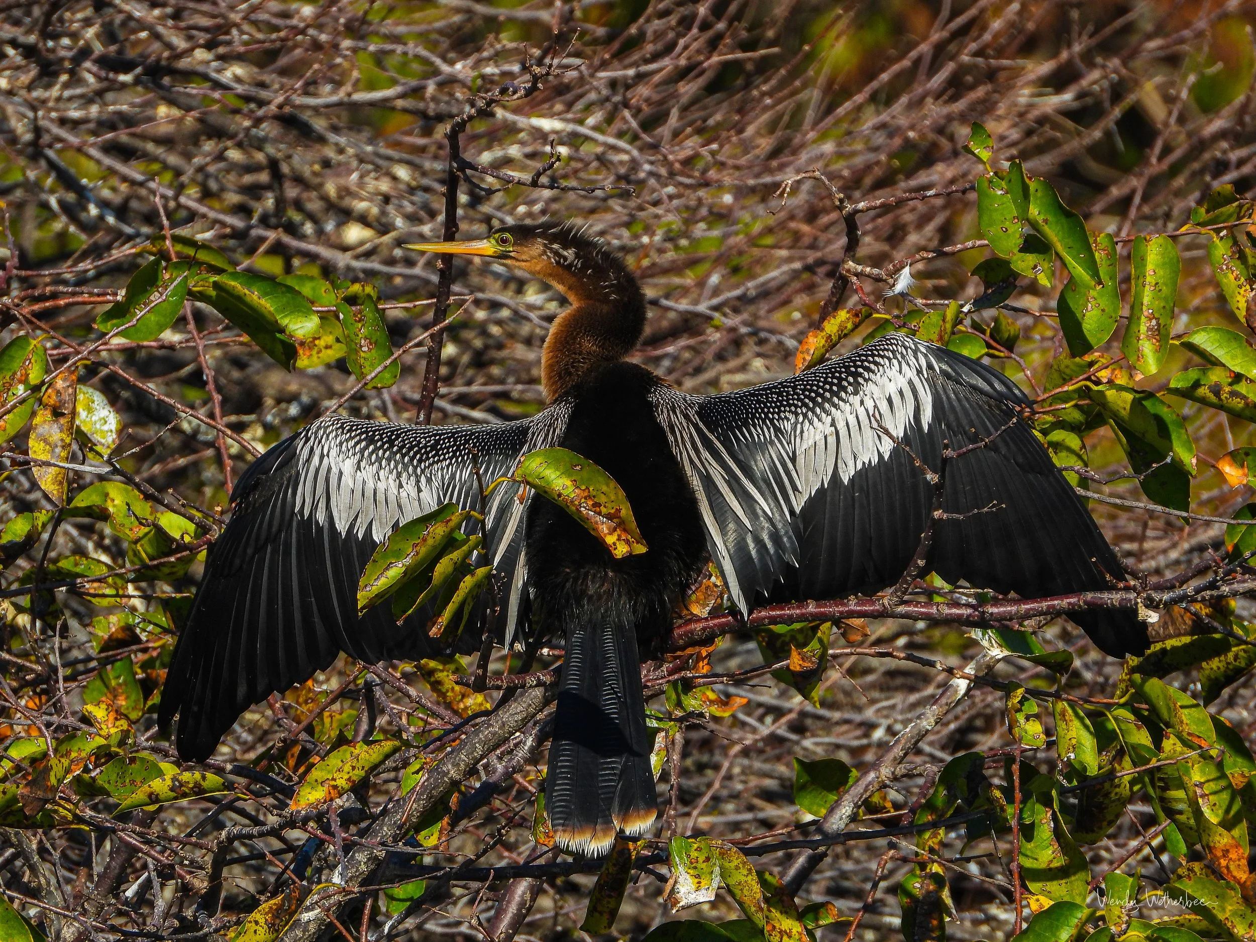 See Me [Anhinga].jpg