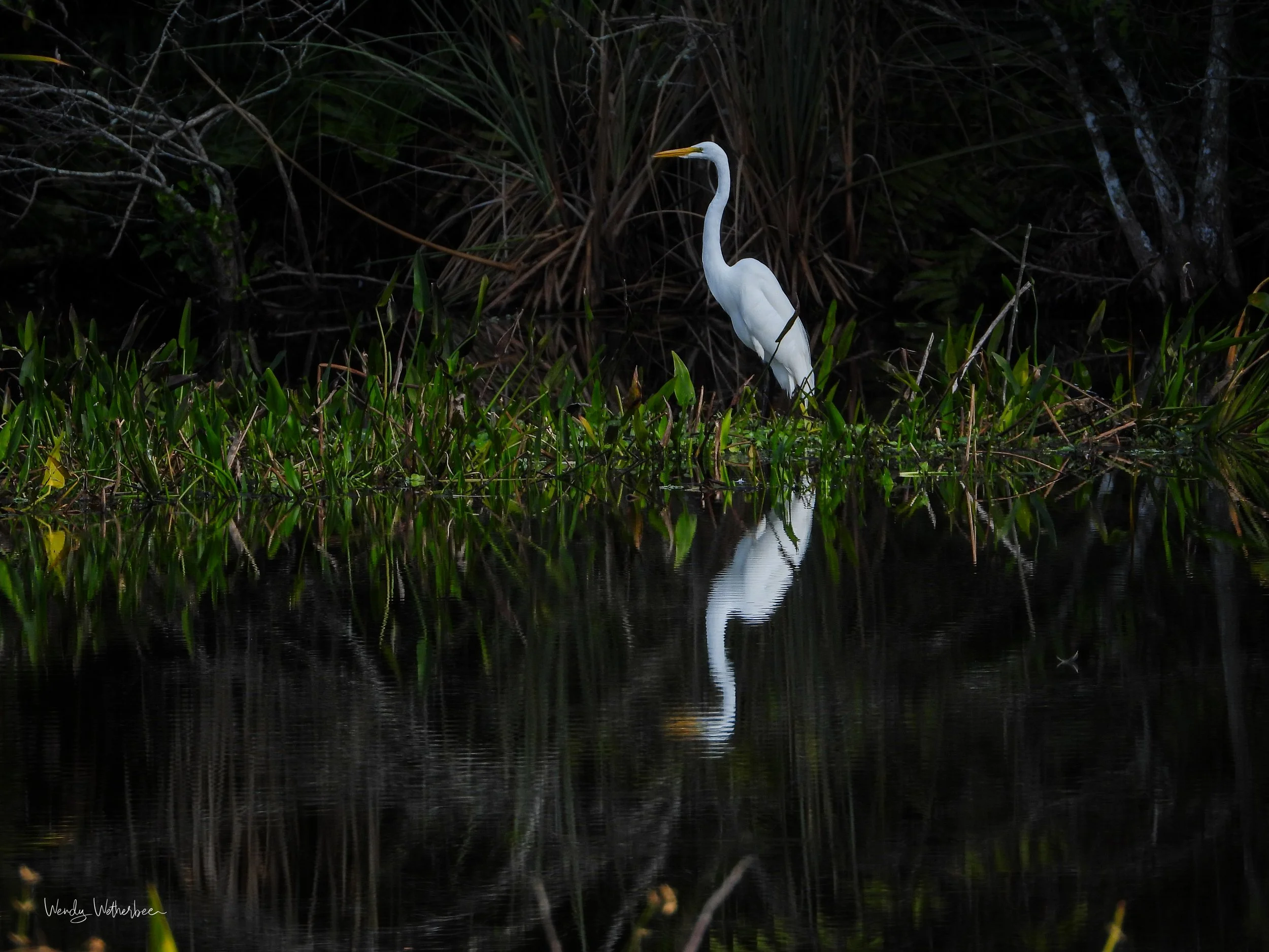 Rippled Reflection [Great Egret].jpg
