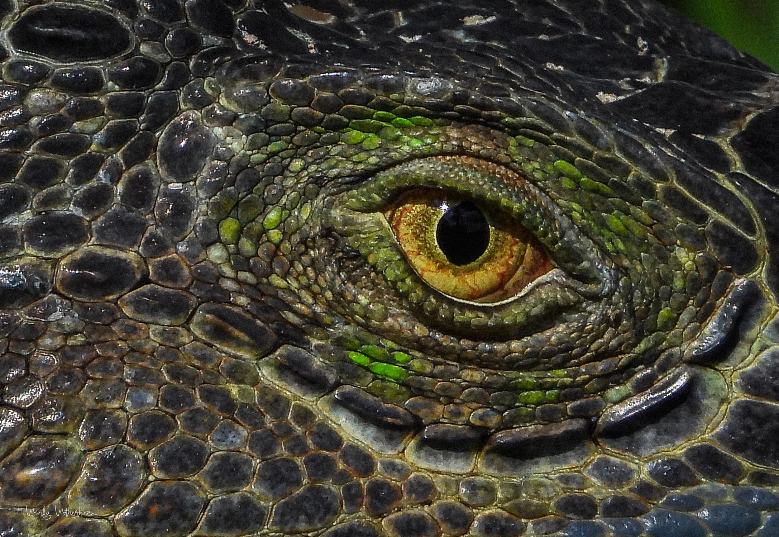 The Eye [Iguana].jpg