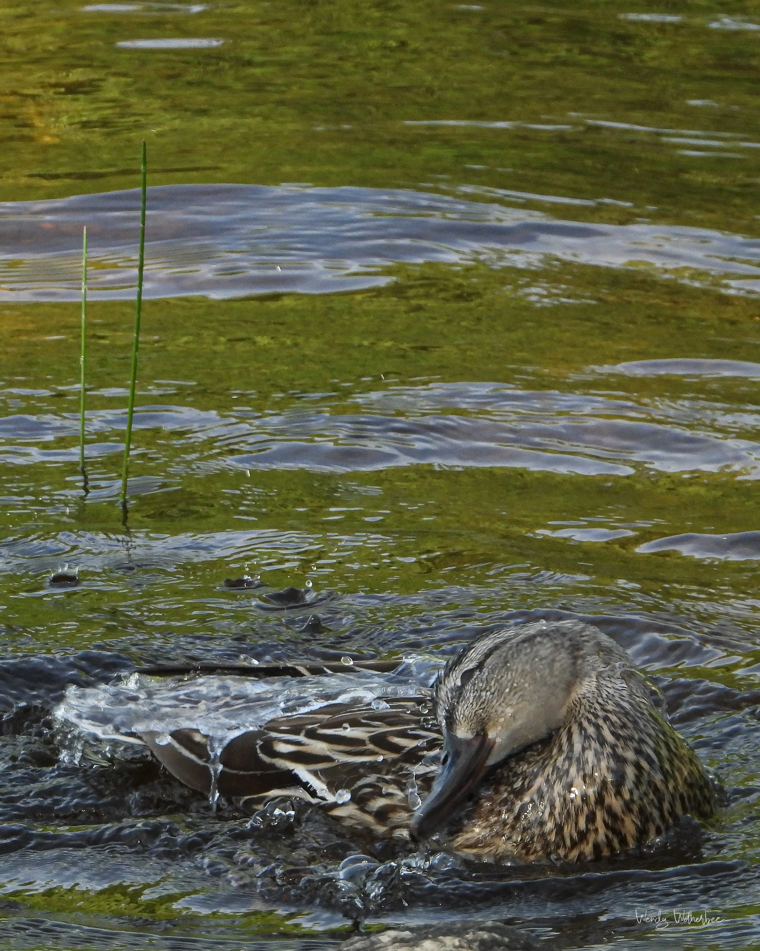 Preening Lady.jpg
