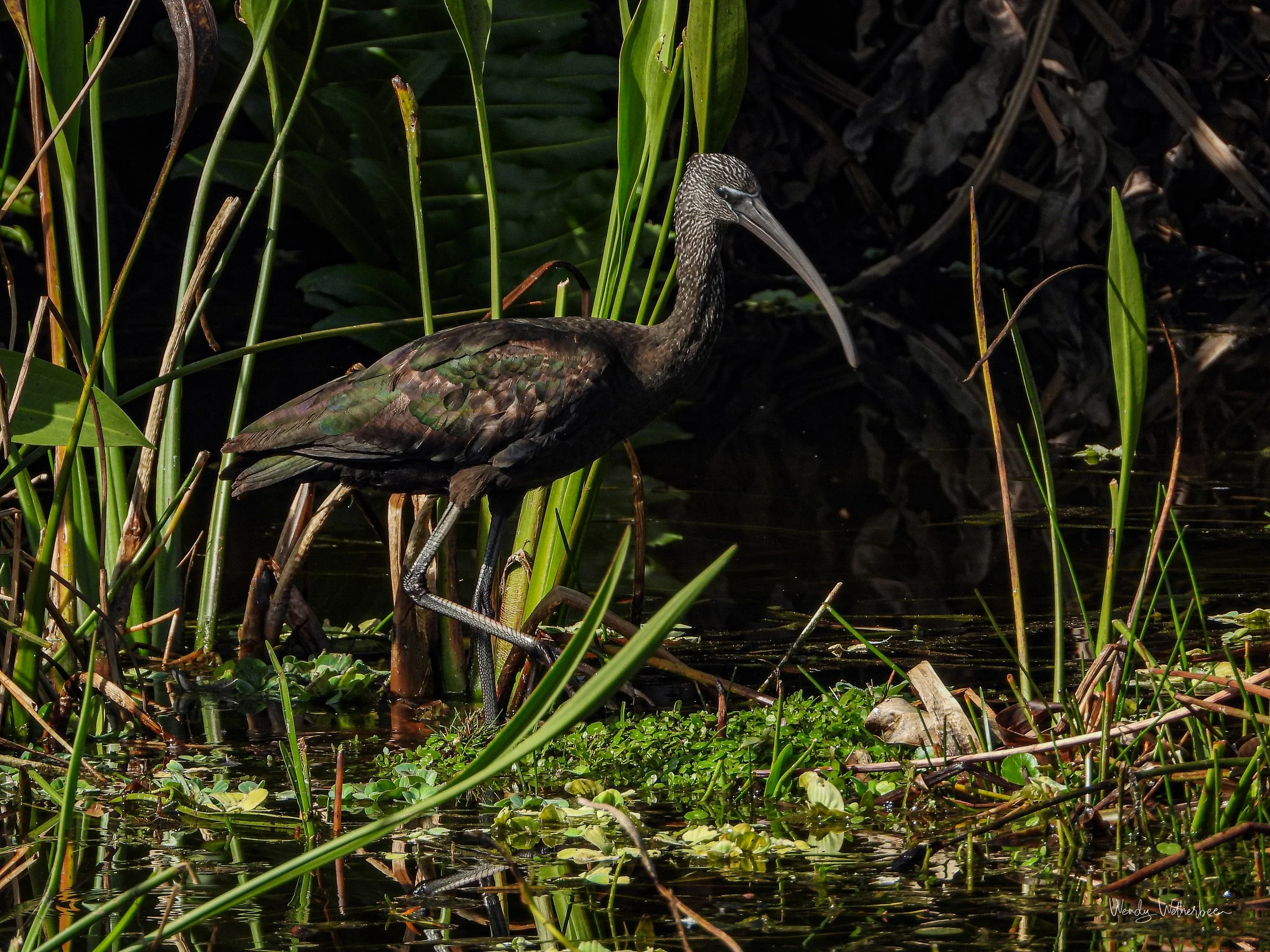 Glossy Ibis.jpg