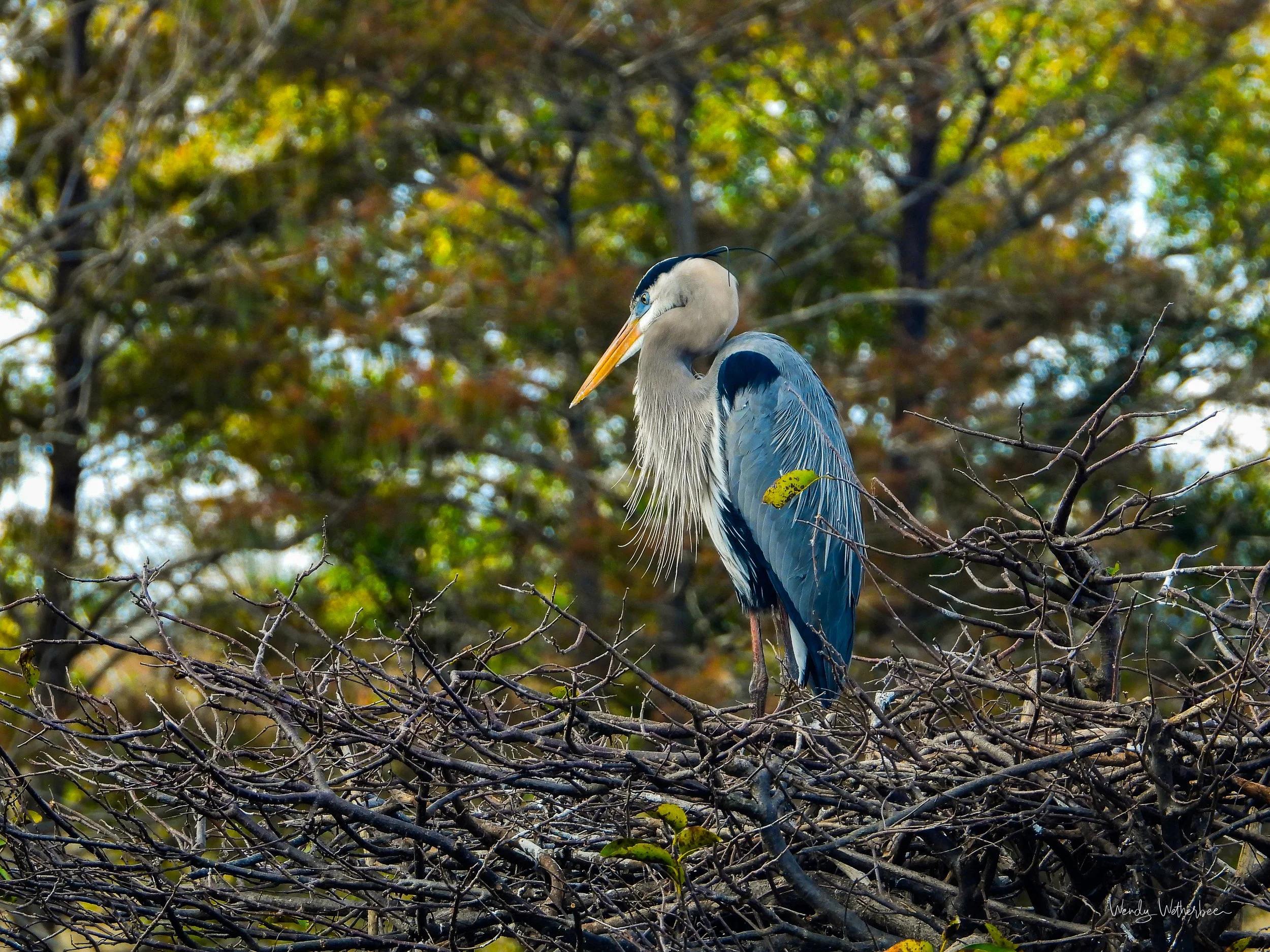 Ready for Nesting.jpg