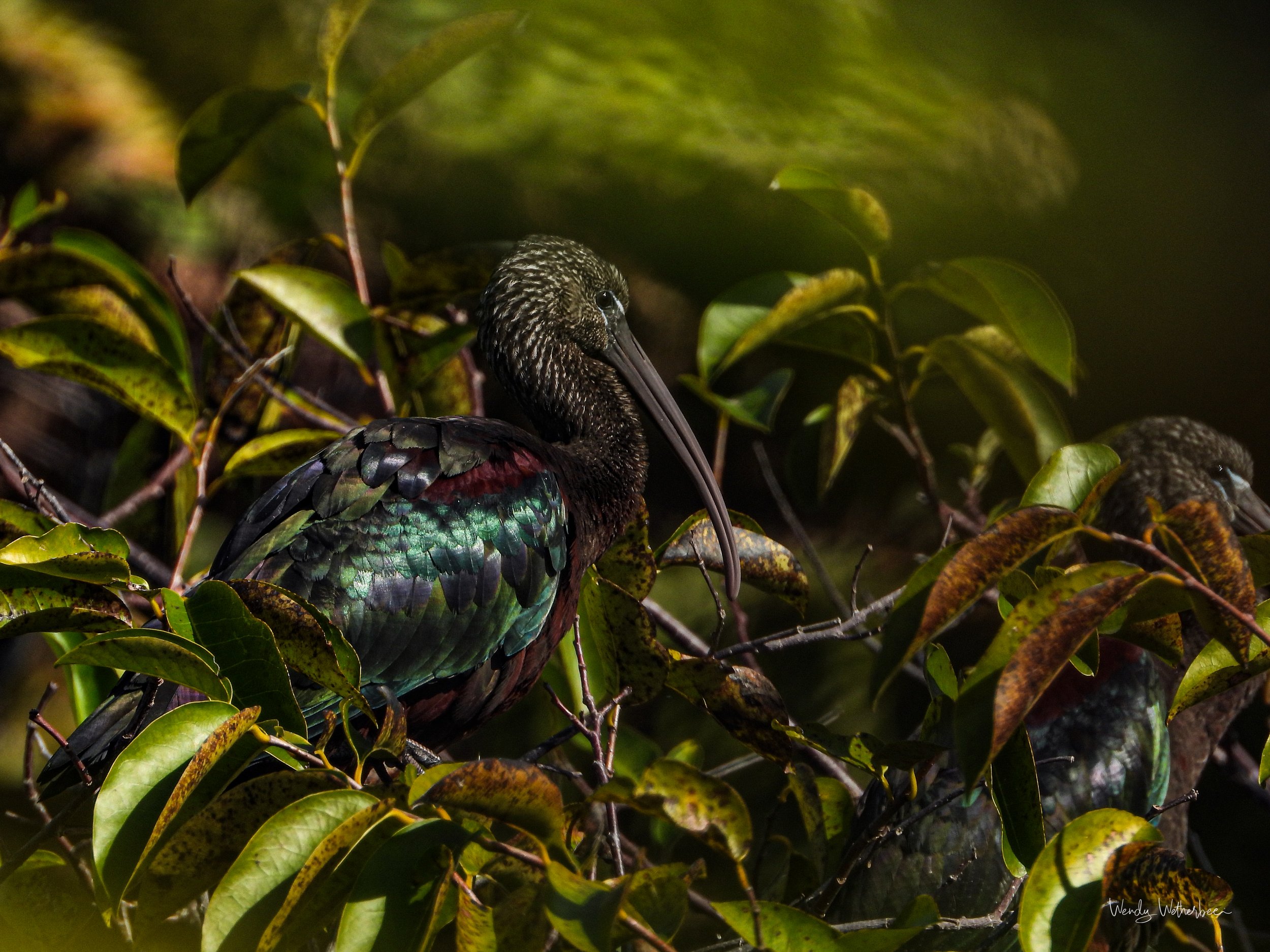How Does She Shine [Glossy Ibis].jpg