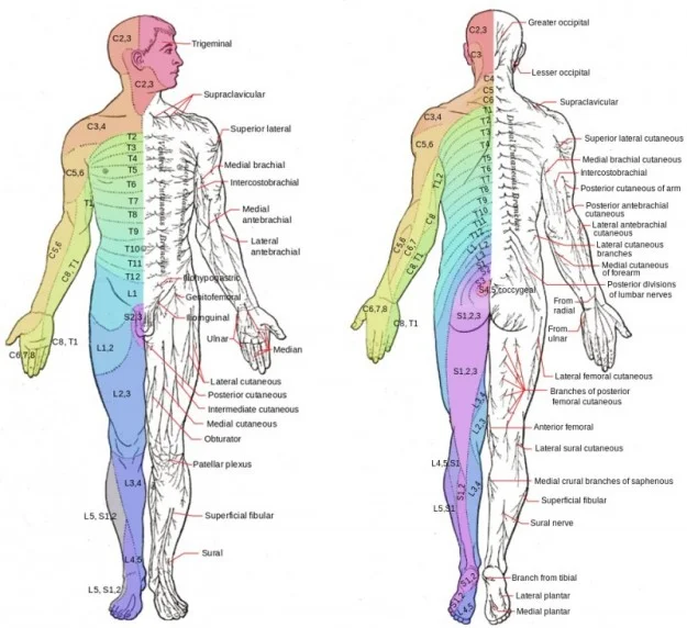 Restorative Techniques for Tissue Repair 