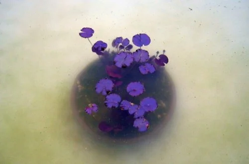 water & purple flowers.jpg