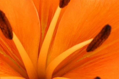 orange.jpg