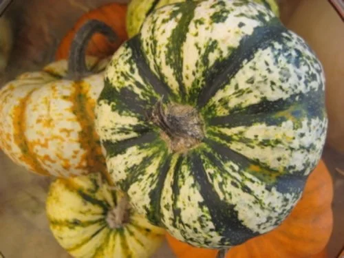 pumpkins.jpg