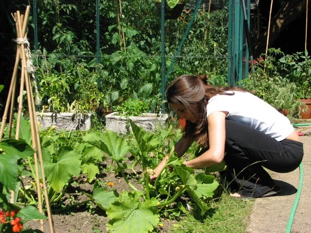 Me doing a little bit of courgette harvesting in our old house. 