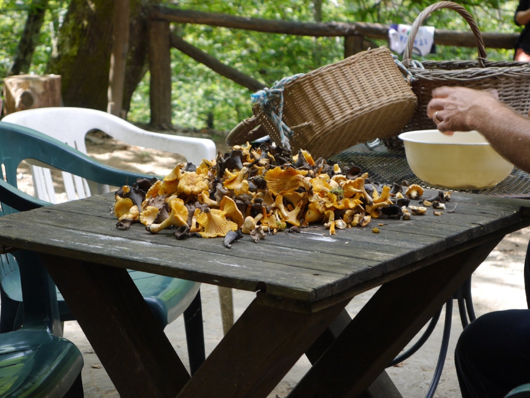 We went wild mushroom picking in Italy...what an experience!