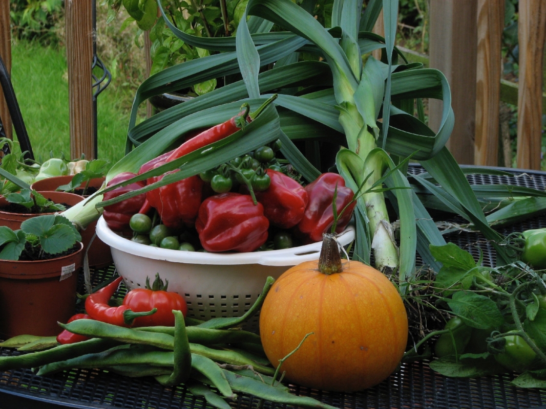 A proud display of what we harvested from a very modest patch in our house!