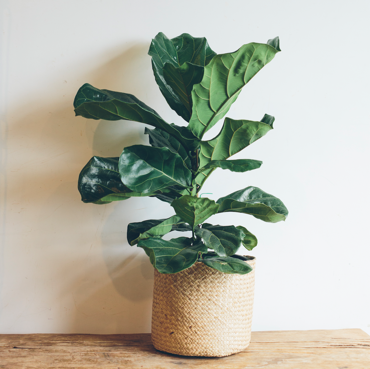 Image from Zest Flowers - Buy similar at House of Plants