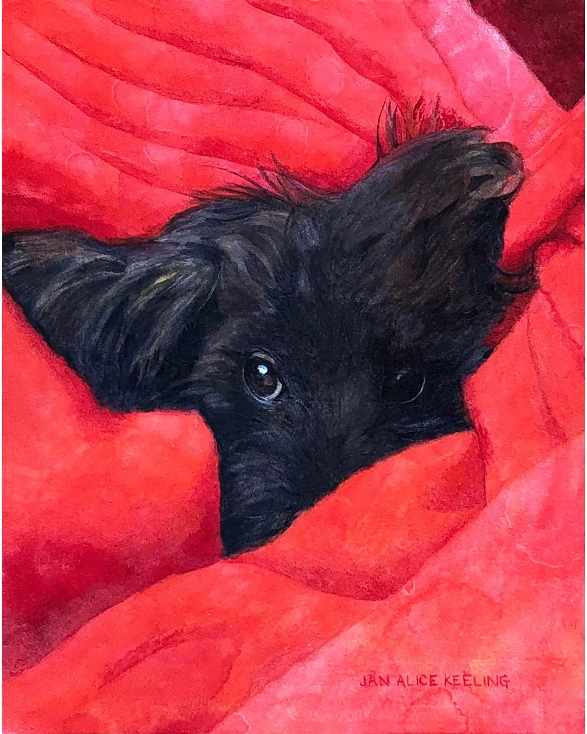 Ozzie (Copy)