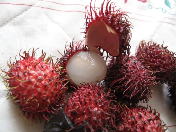 Advice from my teacher: Studying zen is too much work with too little fruit