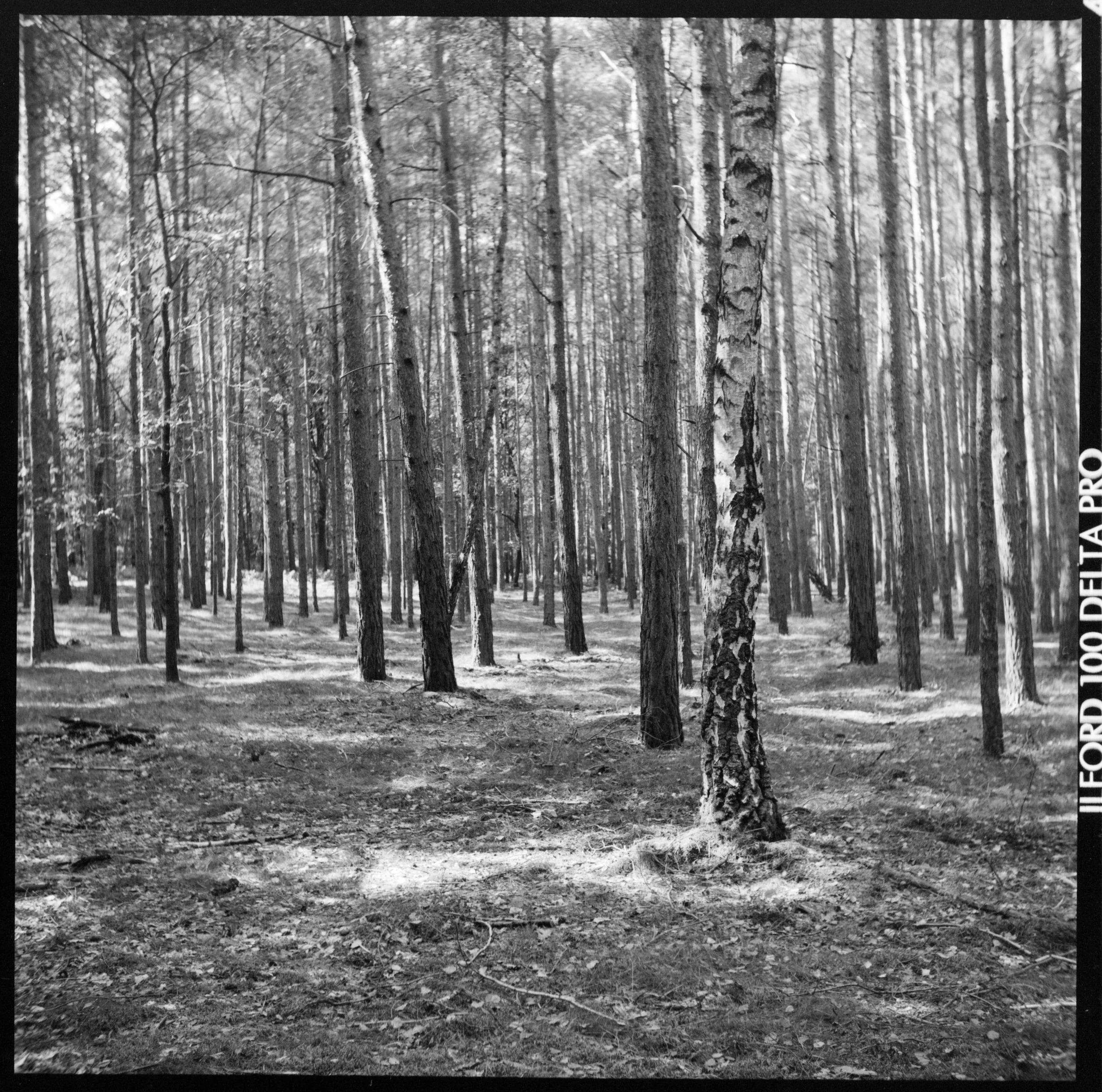 Birch Tree, on Ilford Delta 100
