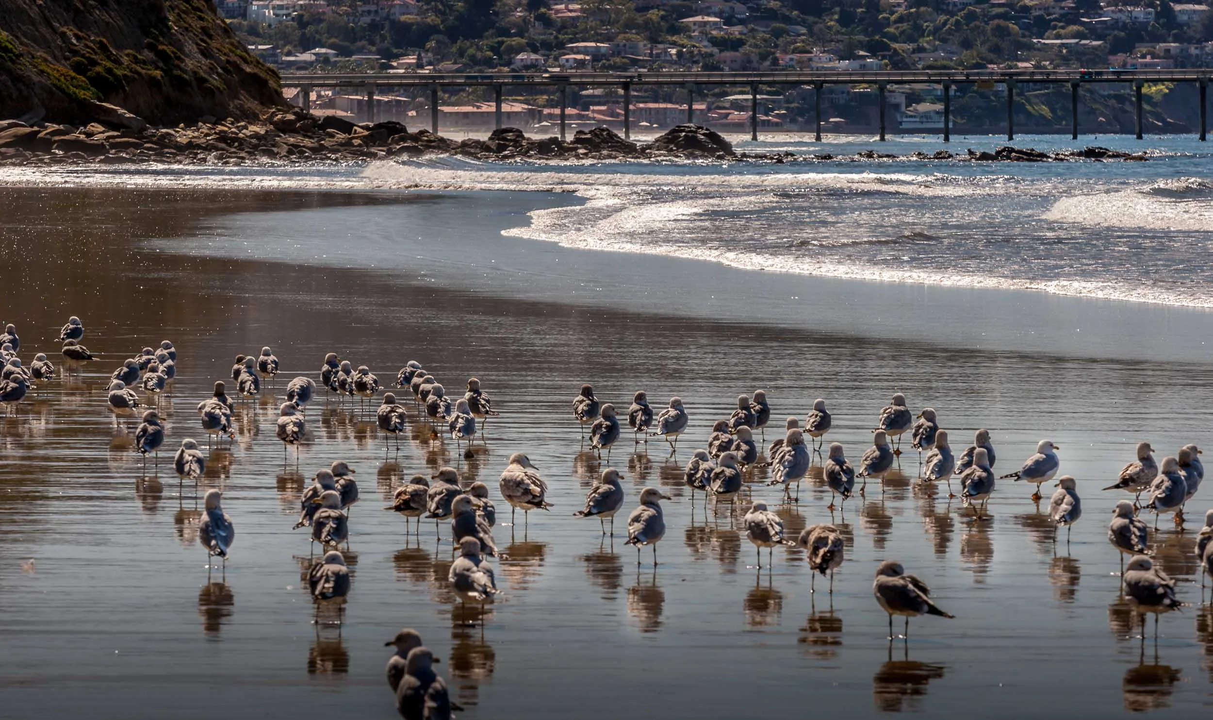 SCRIPPS PIER IN BACKGROUND. LA JOLLA, CALIFORNIA.