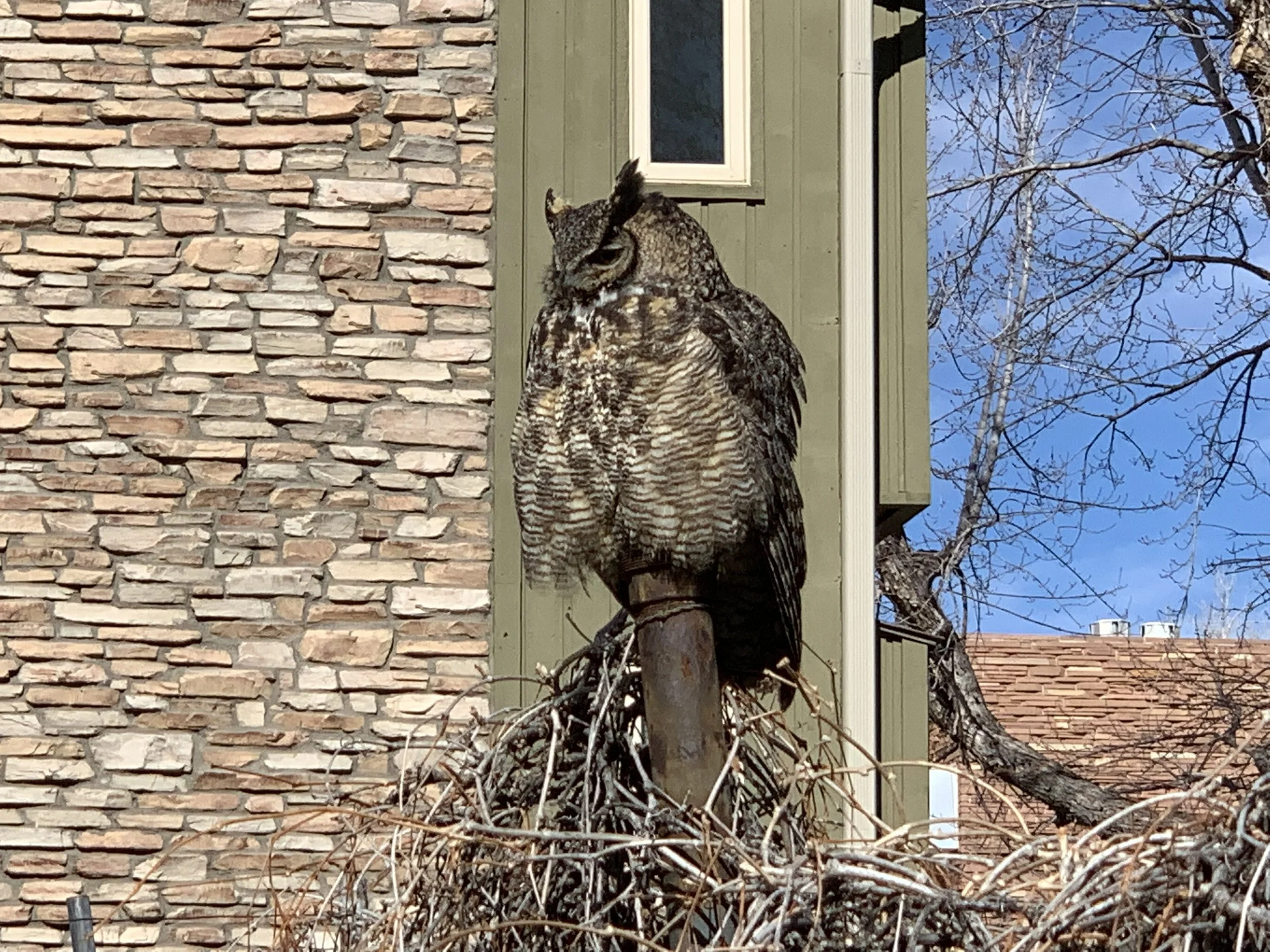 The owl kept watch over our progress during a Saturday run cleaning.