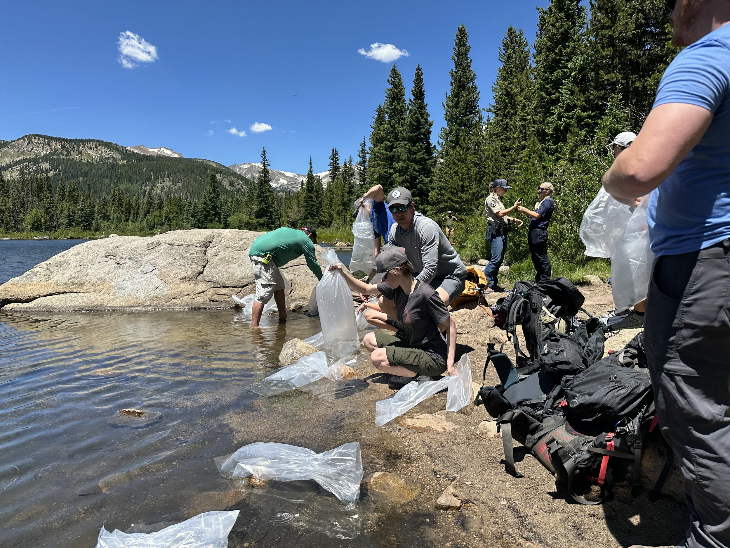 Fish and Game and CPW volunteers stocking lost lake.