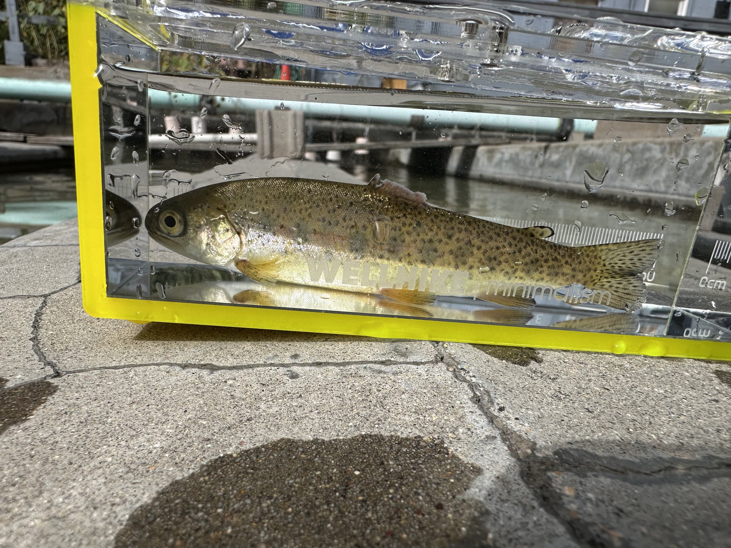 Fingerling Trout in a small viewing tank at the Boulder Fish and Game Farm