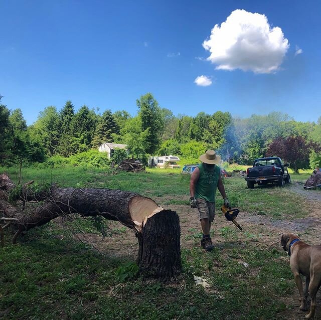 Vines choked out so many of our trees... good thing we have 24 baby trees to replace them! 🌲🌱(Anybody have any good tips for planting bare root trees?) #plantingtrees #invasivevines #farmlife #abandonedfarm #arbordaytrees #funwithchainsaws #bonfire