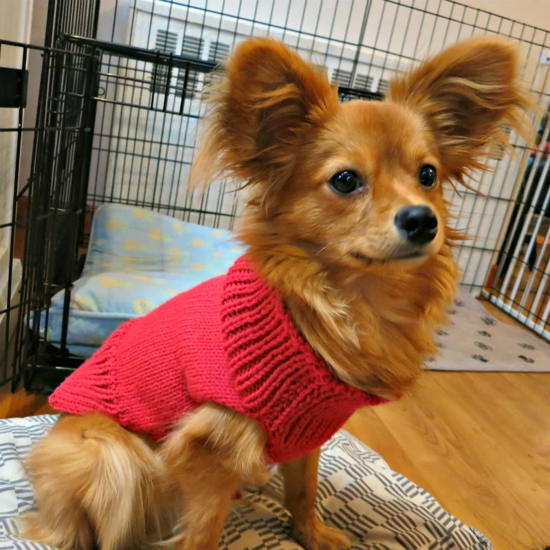 How to machine knit a dog sweater 