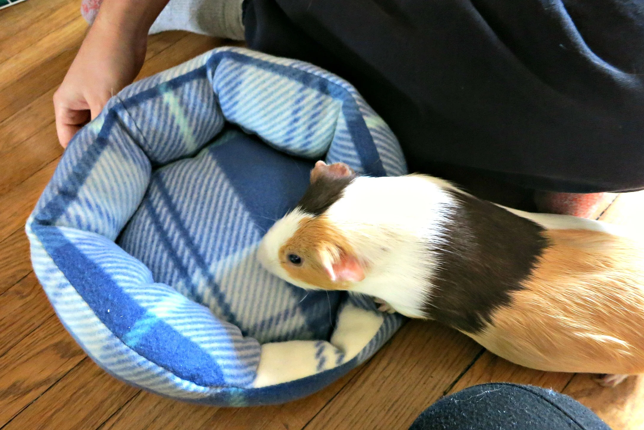 guinea pig cuddle cup.jpg