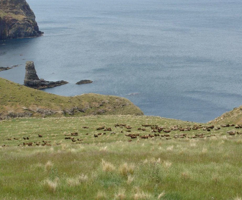 PIWS roaming the wild hills on Banks Peninsula