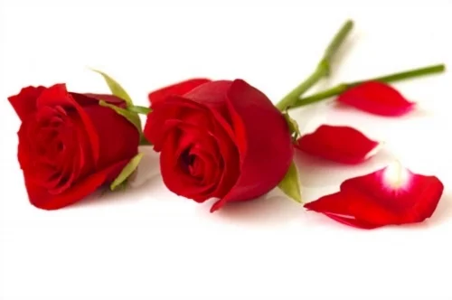 roses.png