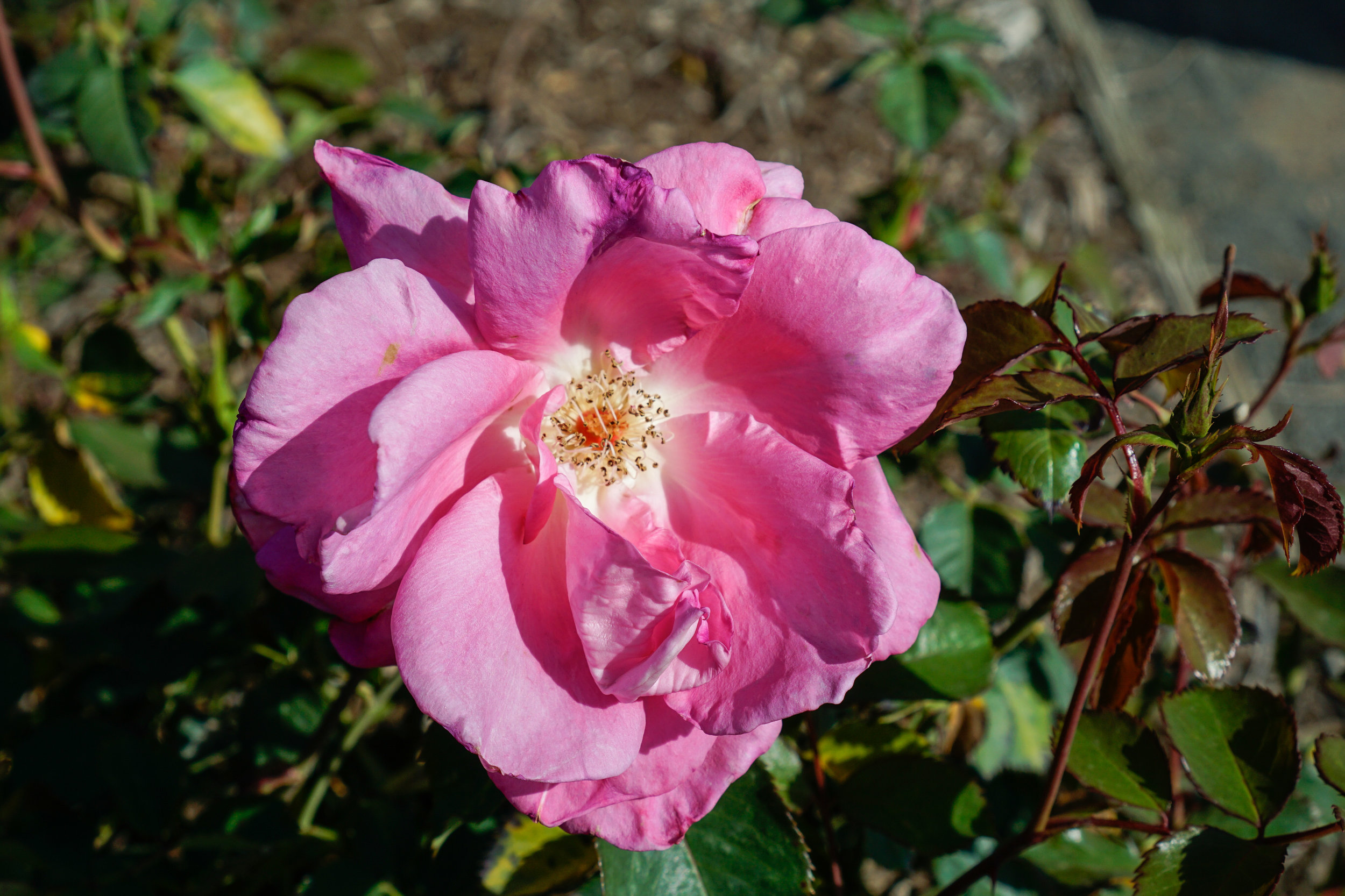 _DSC8780_edited.jpg