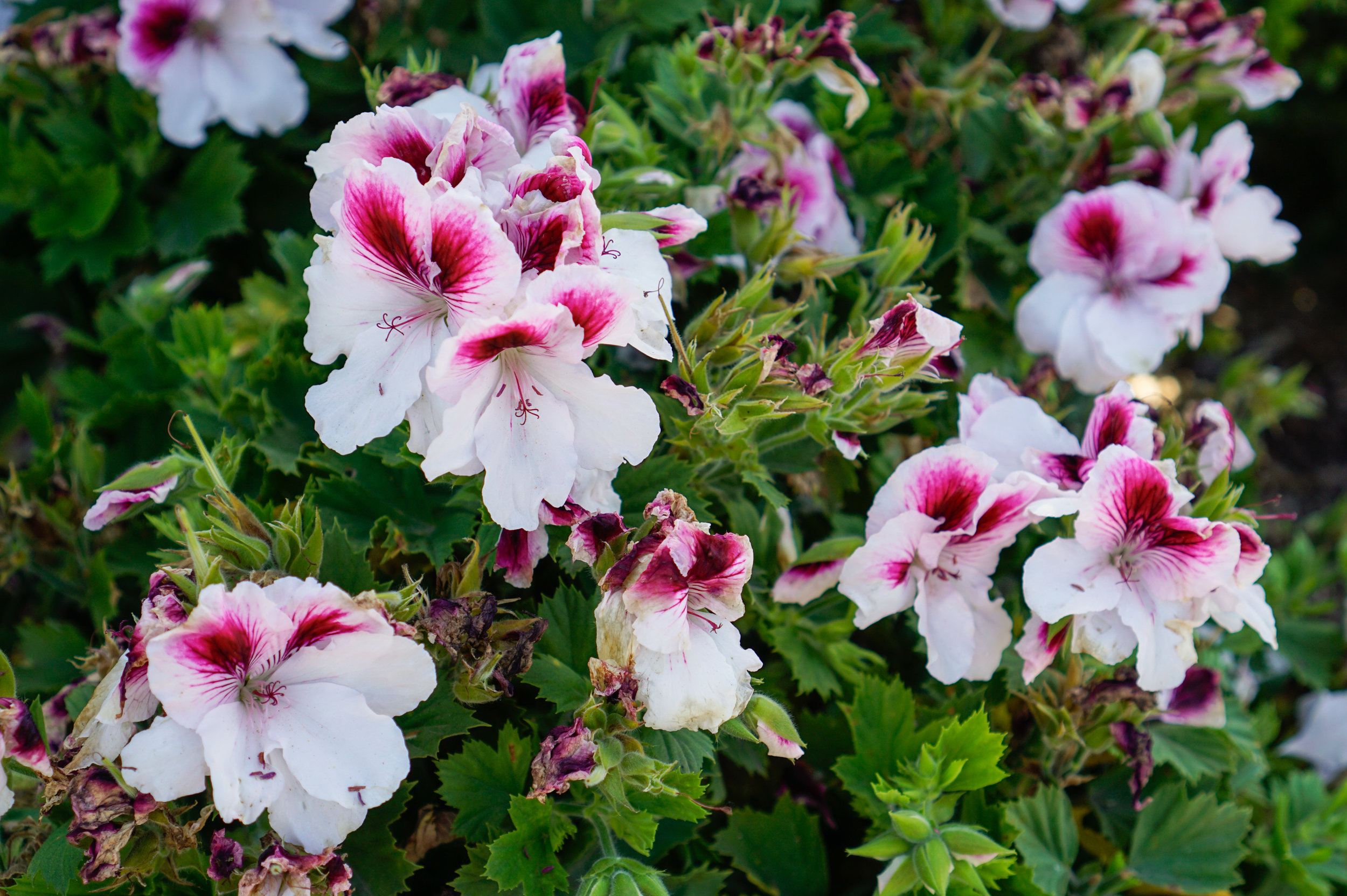 _DSC8793_edited.jpg